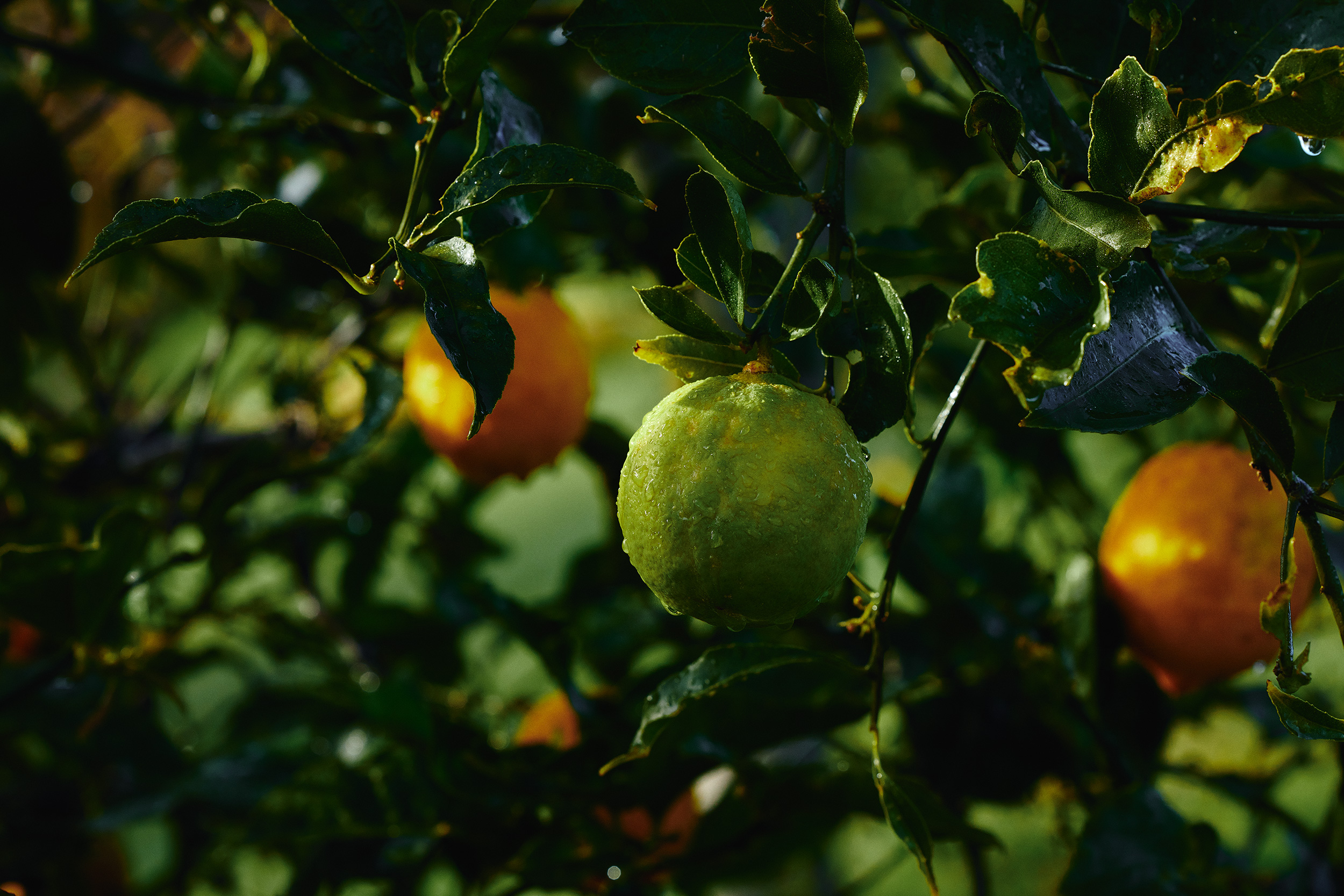 The Collective Force - Matakana Essentials