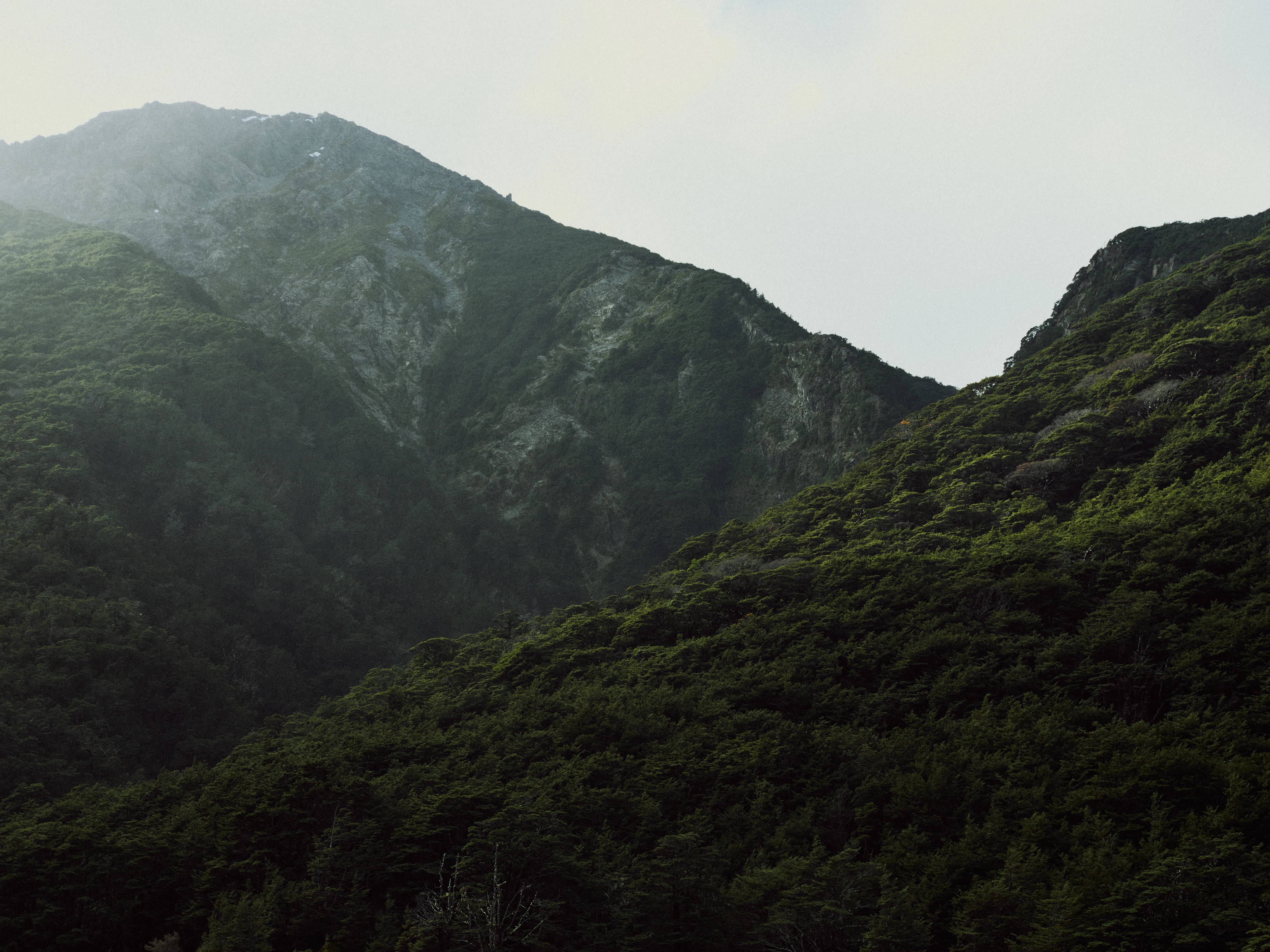 The Collective Force - MCF