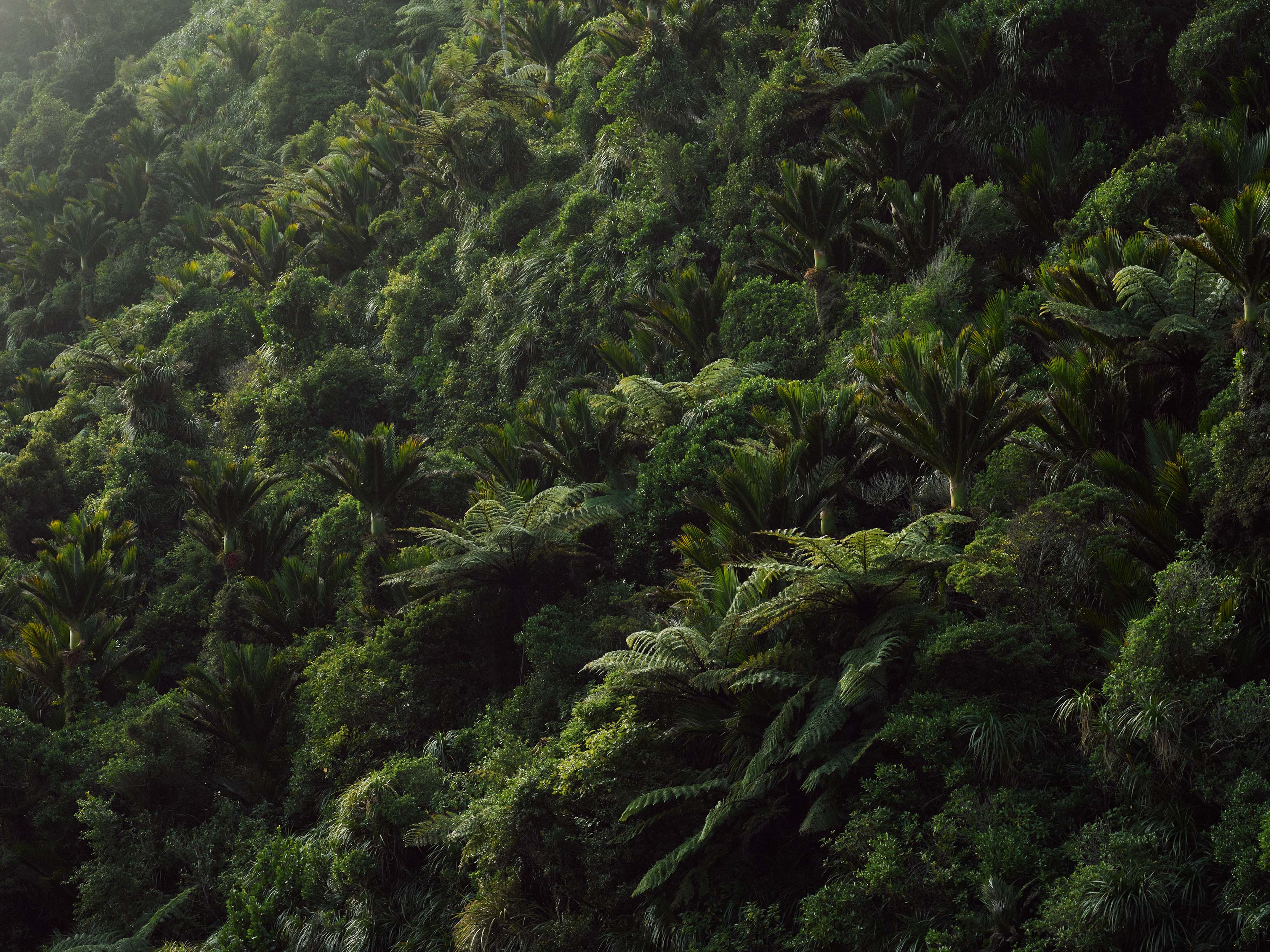 The Collective Force - MCF