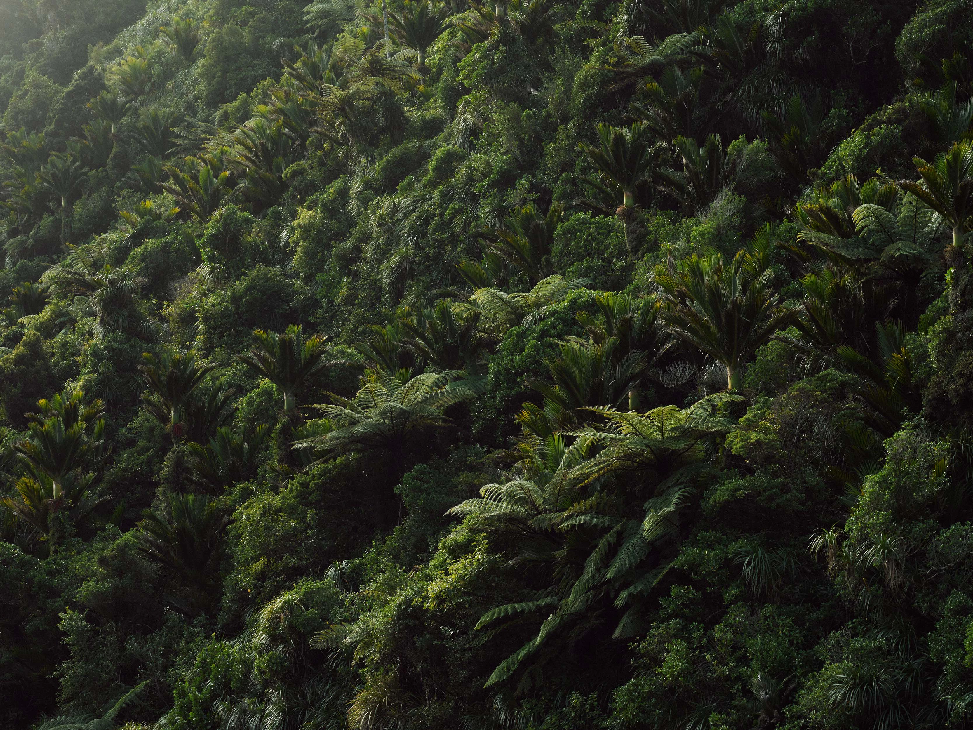 The Collective Force - MCF