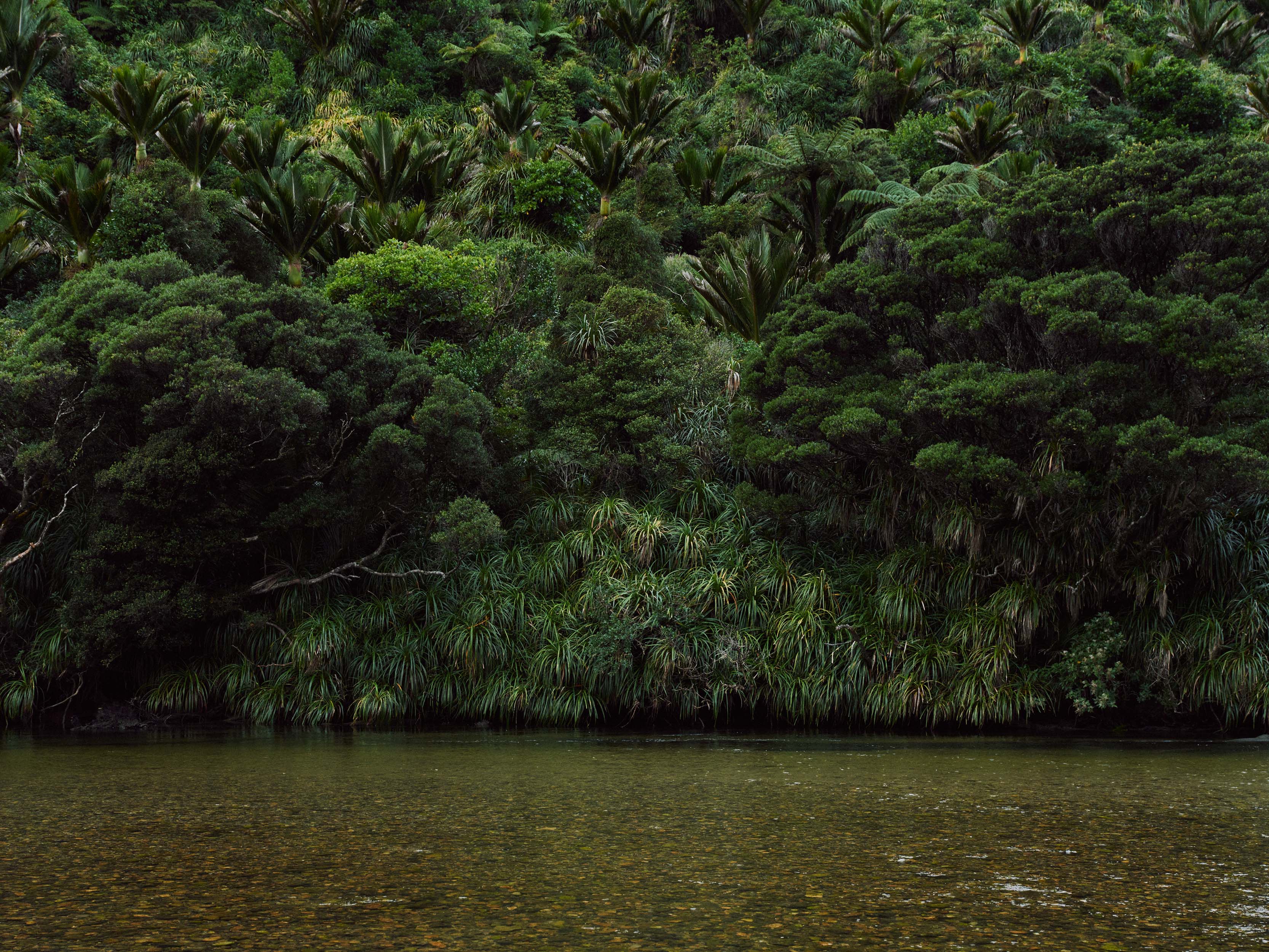 The Collective Force - MCF