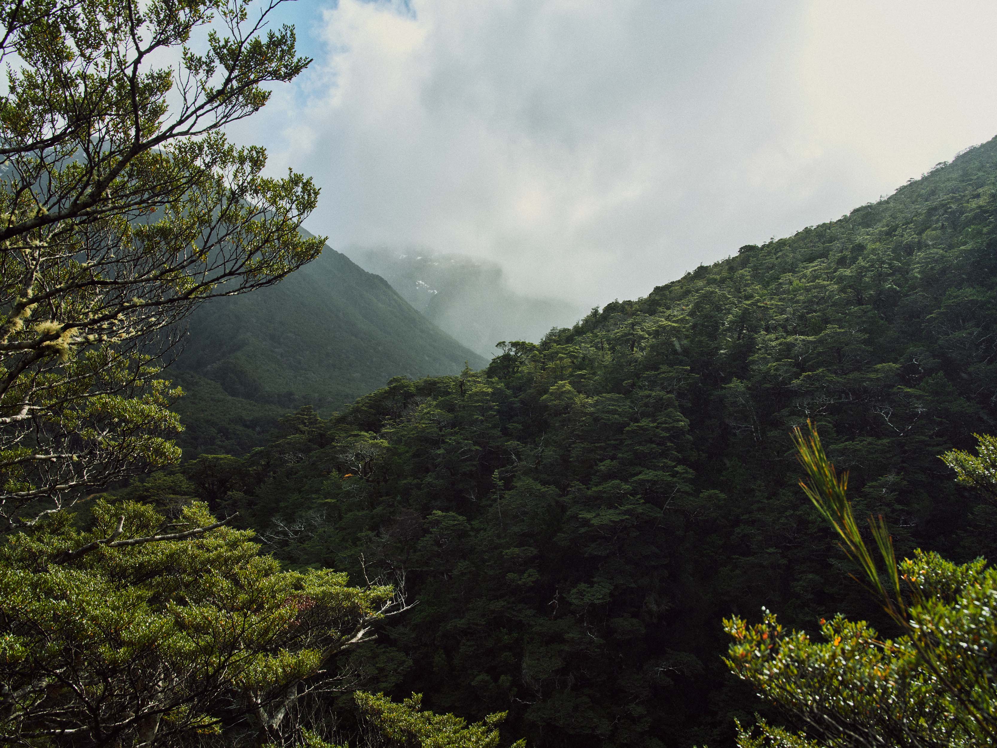 The Collective Force - Latest