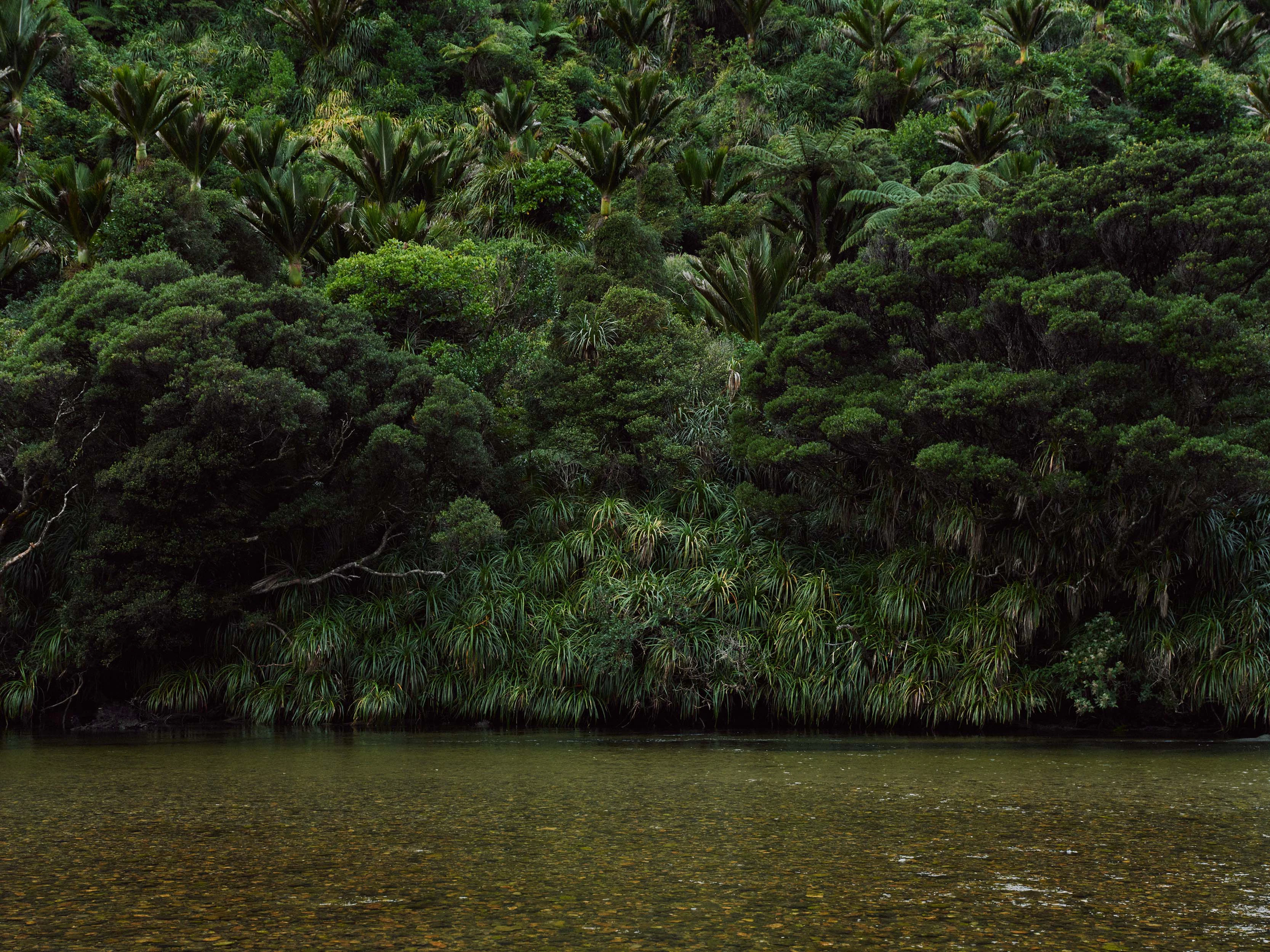 The Collective Force - MCF