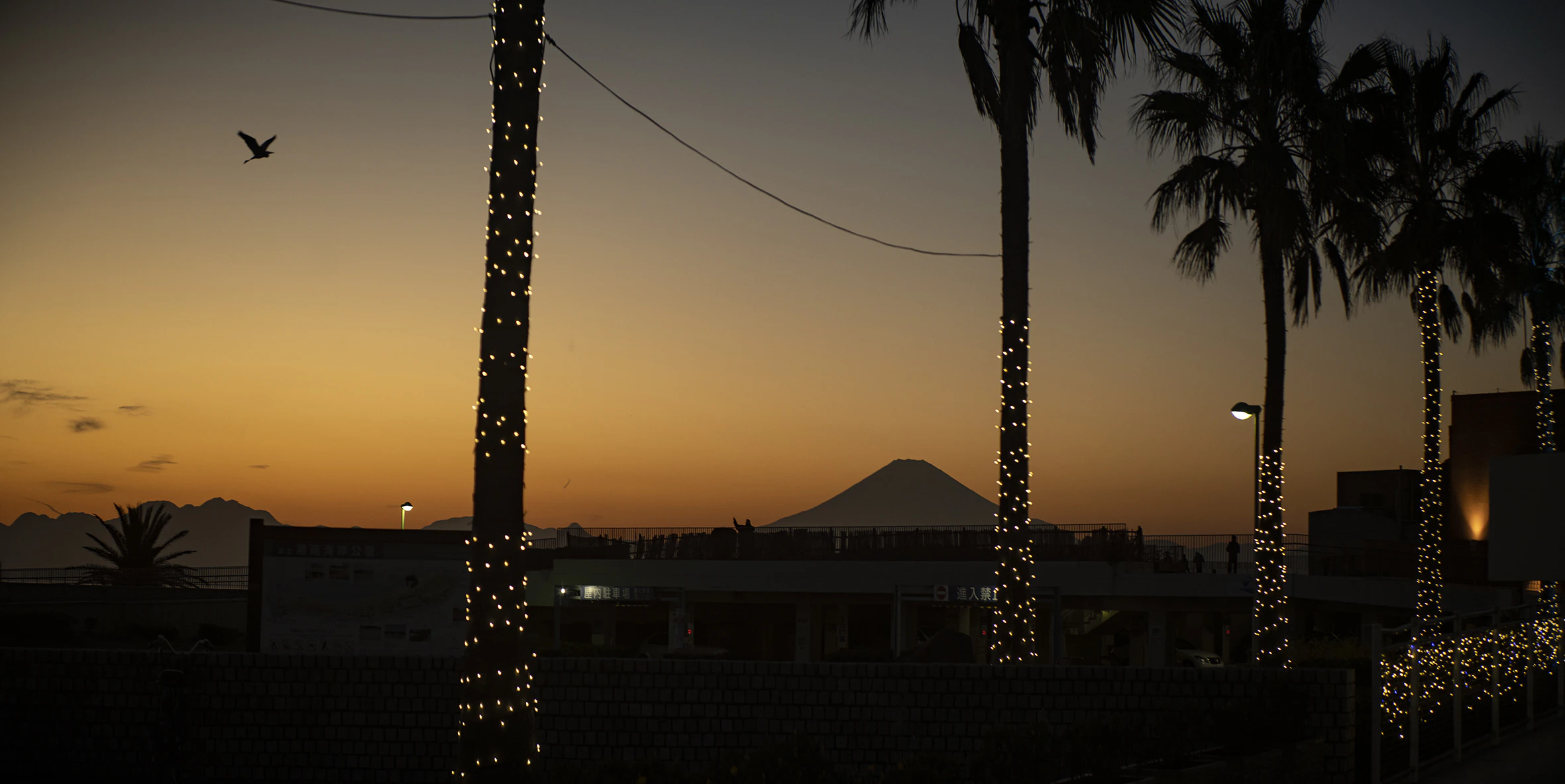 The Collective Force - Postcards From Enoshima