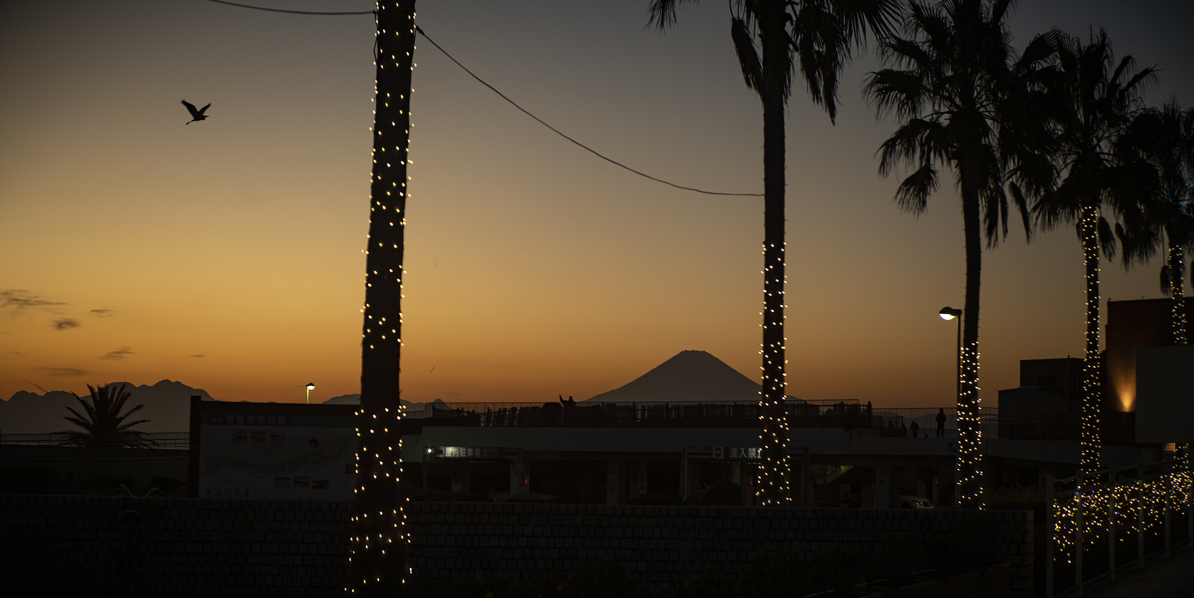 The Collective Force - Postcards From Enoshima