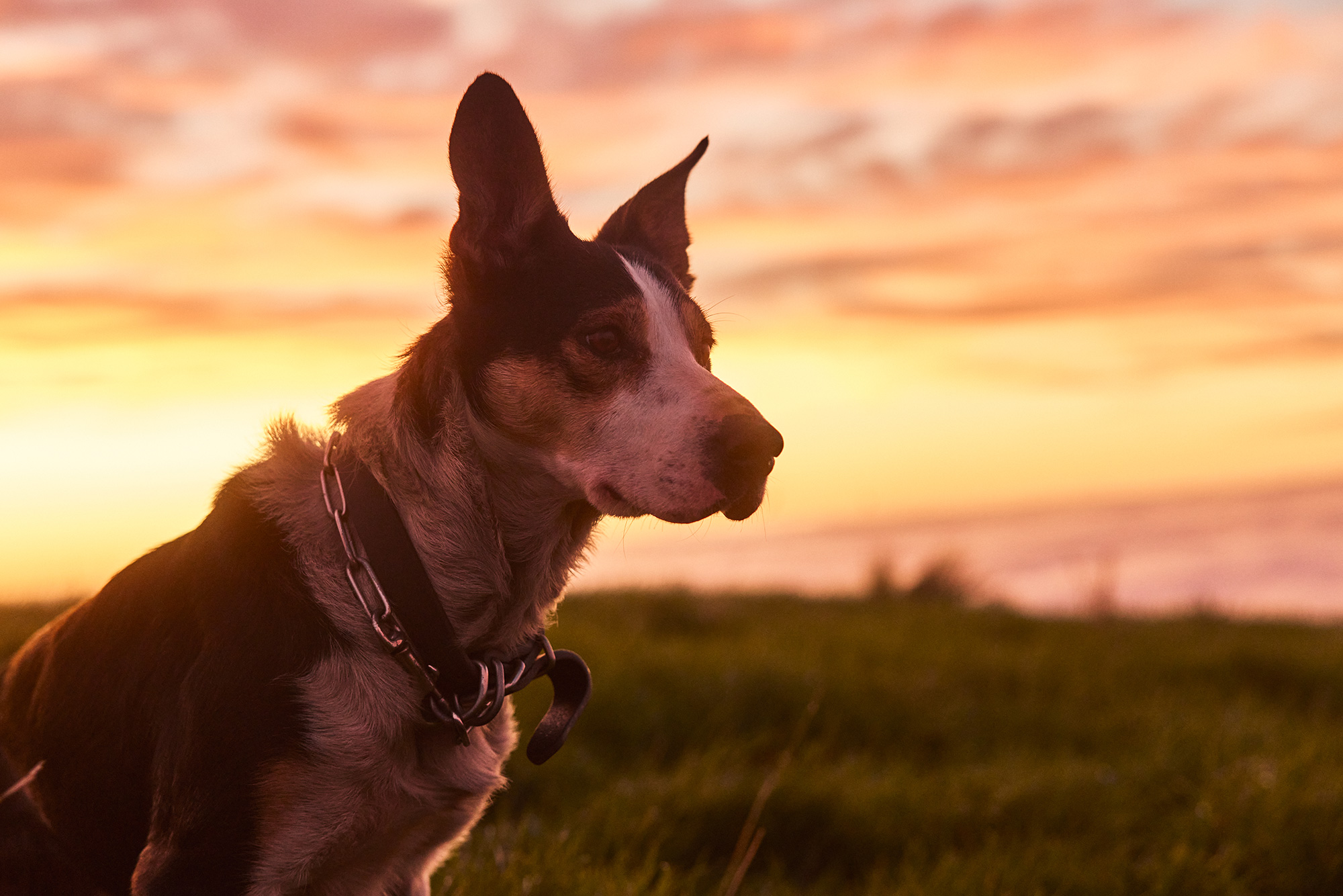 The Collective Force - Silver Fern Farms