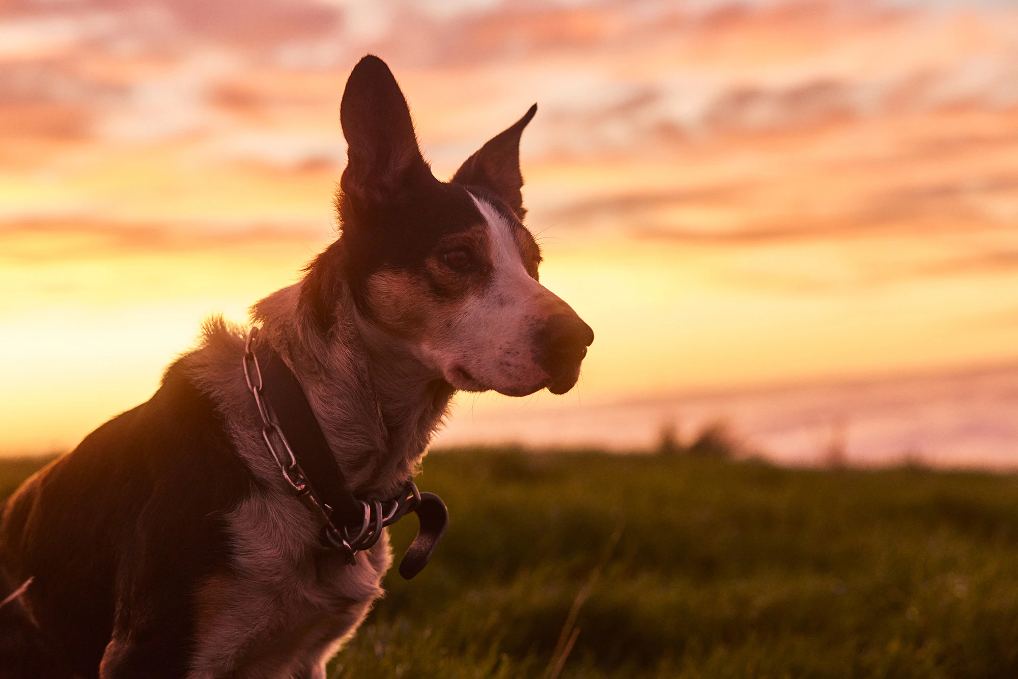 The Collective Force - Silver Fern Farms