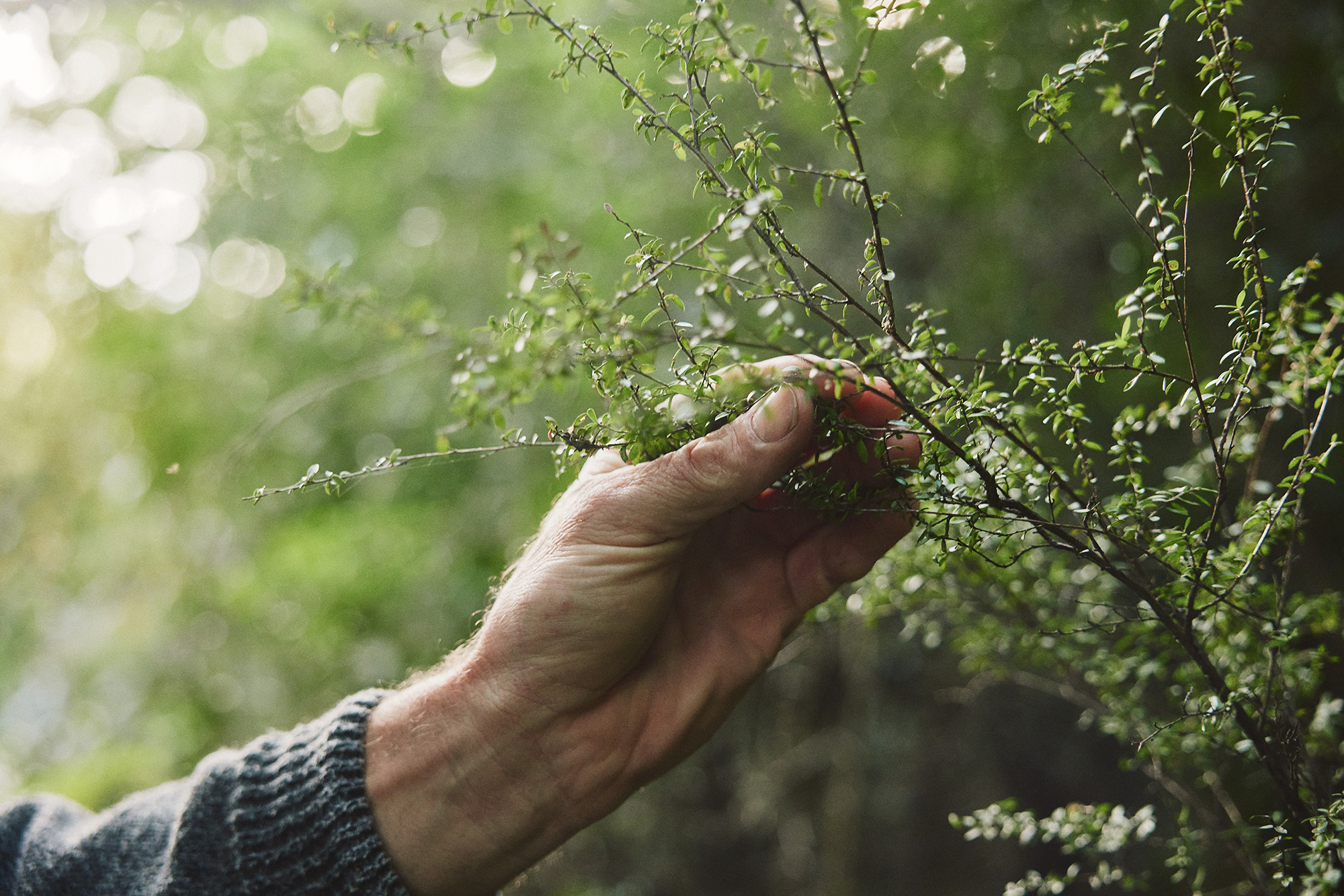 The Collective Force - Silver Fern Farms