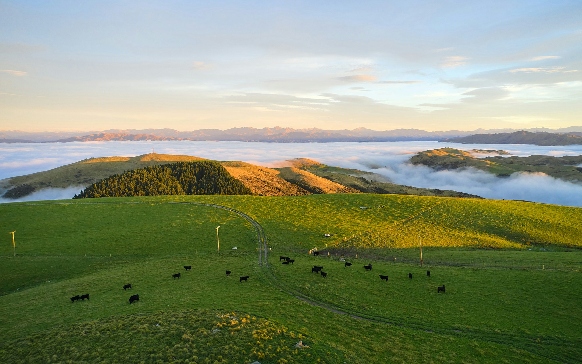 The Collective Force - Silver Fern Farms