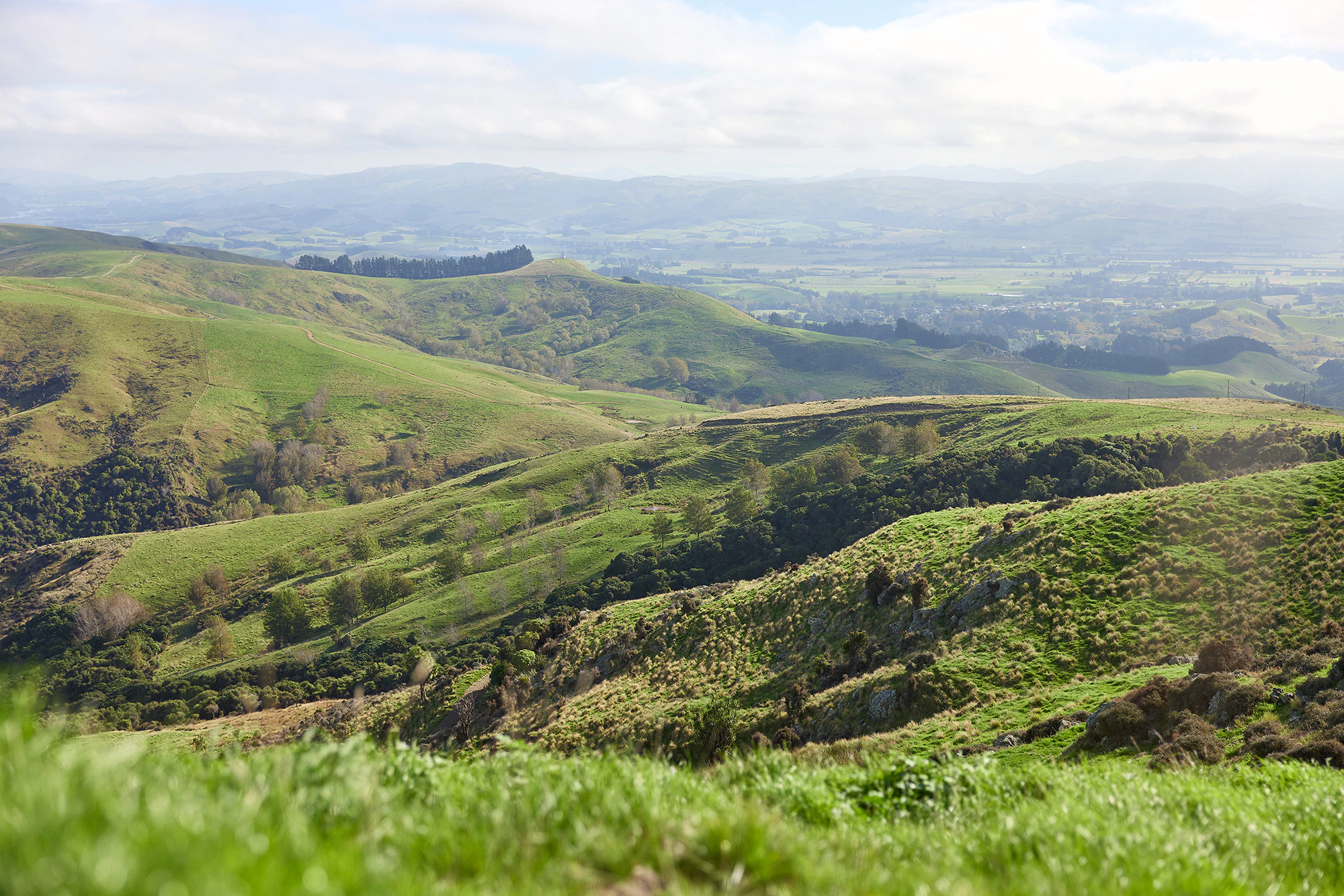 The Collective Force - Silver Fern Farms