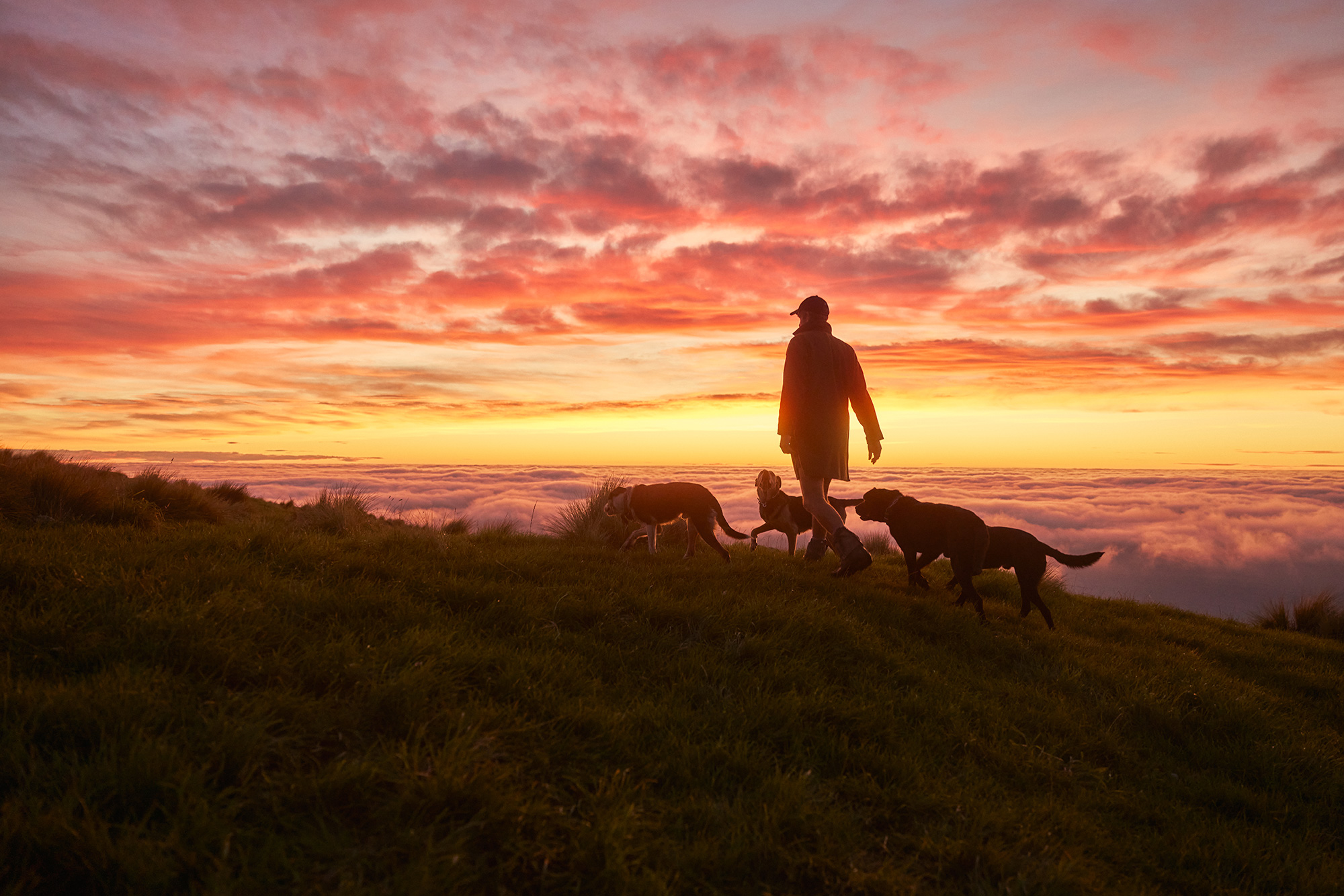 The Collective Force - Silver Fern Farms