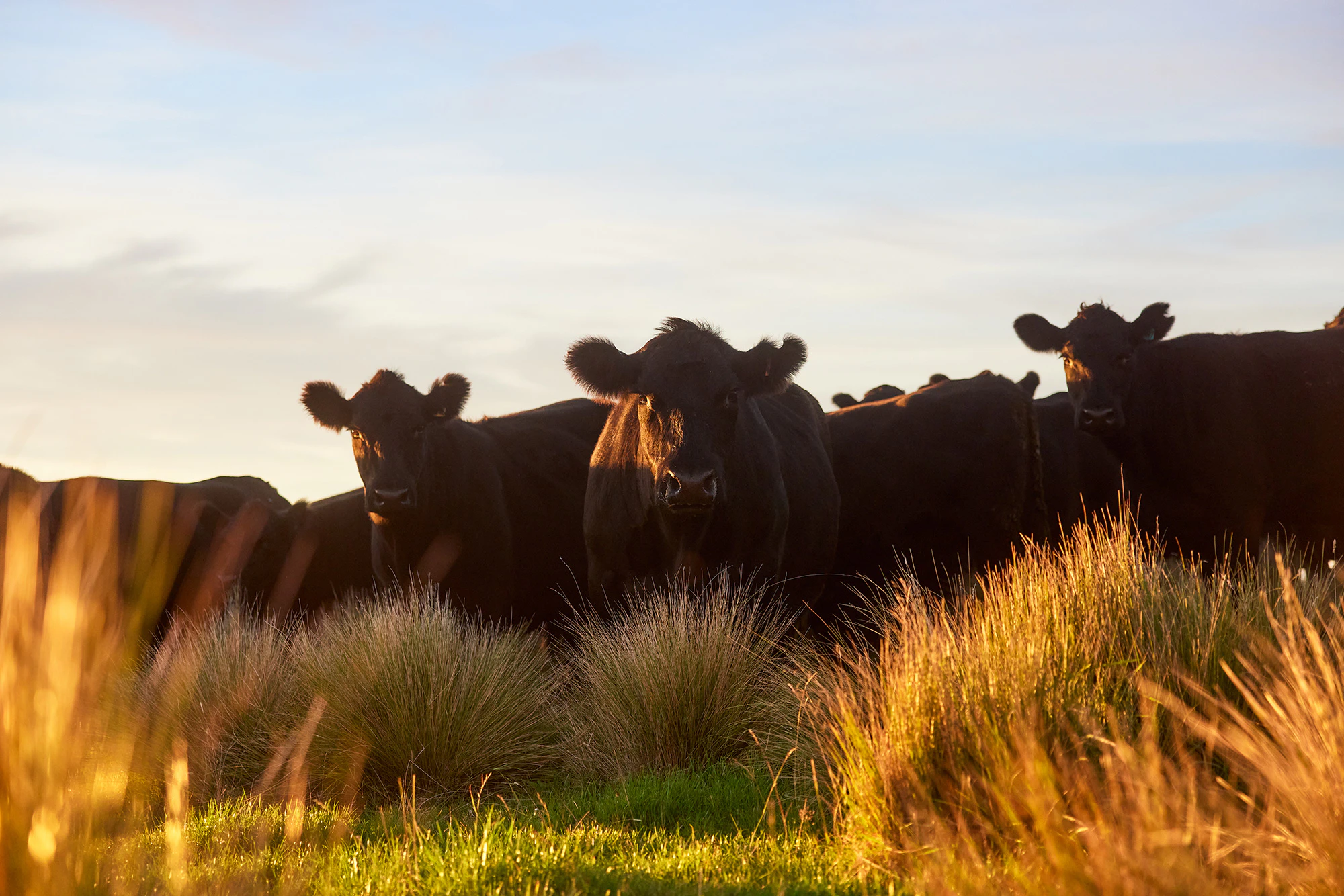 The Collective Force - Silver Fern Farms