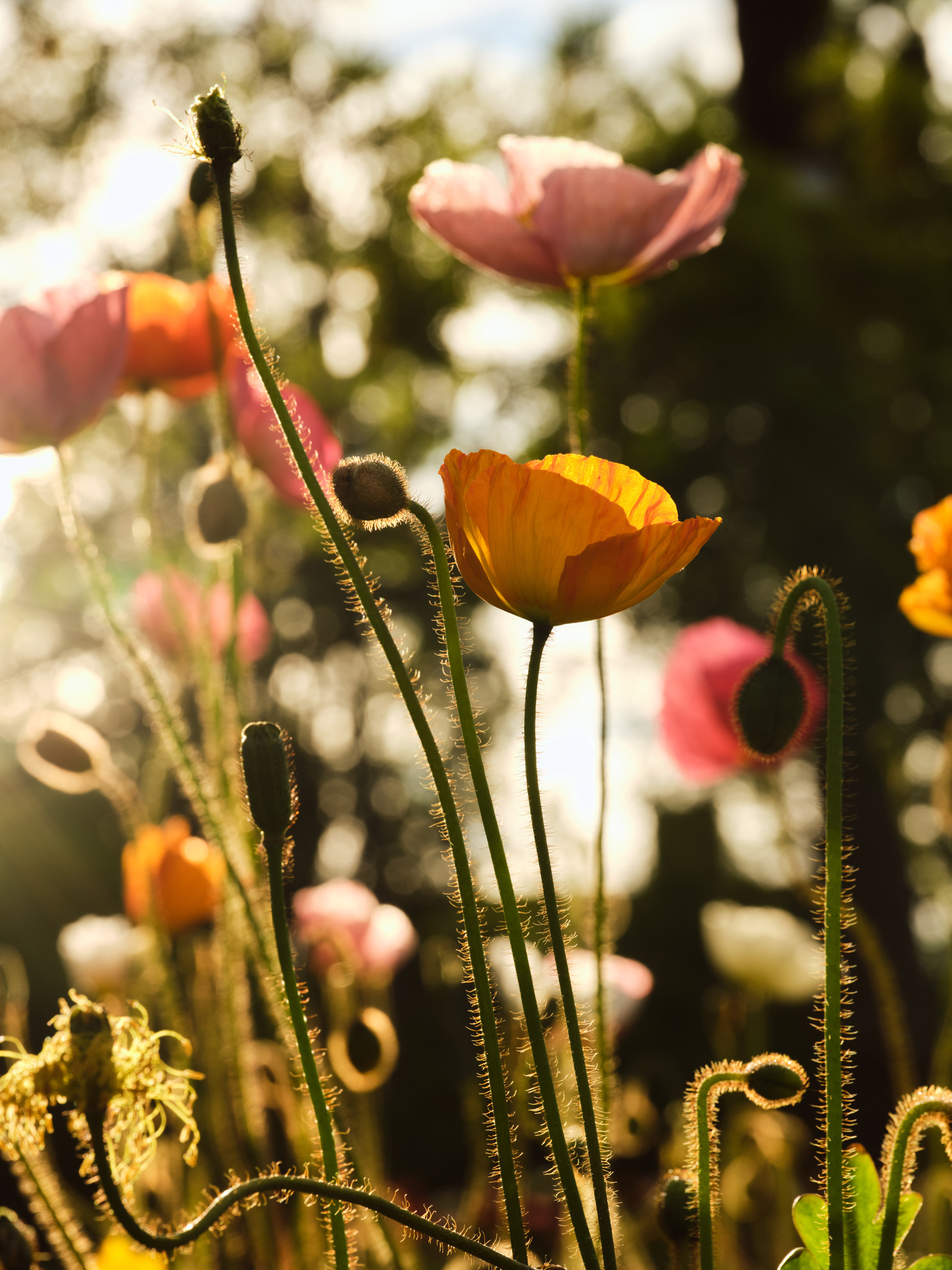 The Collective Force - Symphony Residences