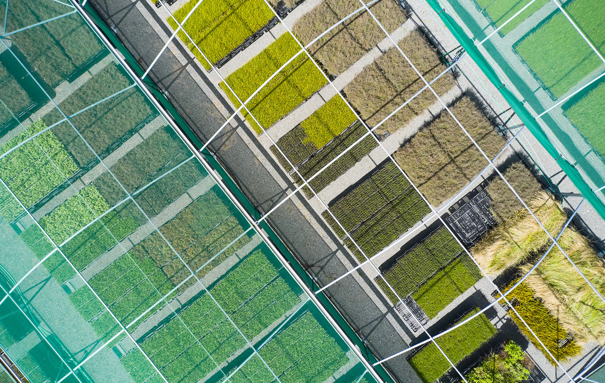 The Collective Force - Synlait