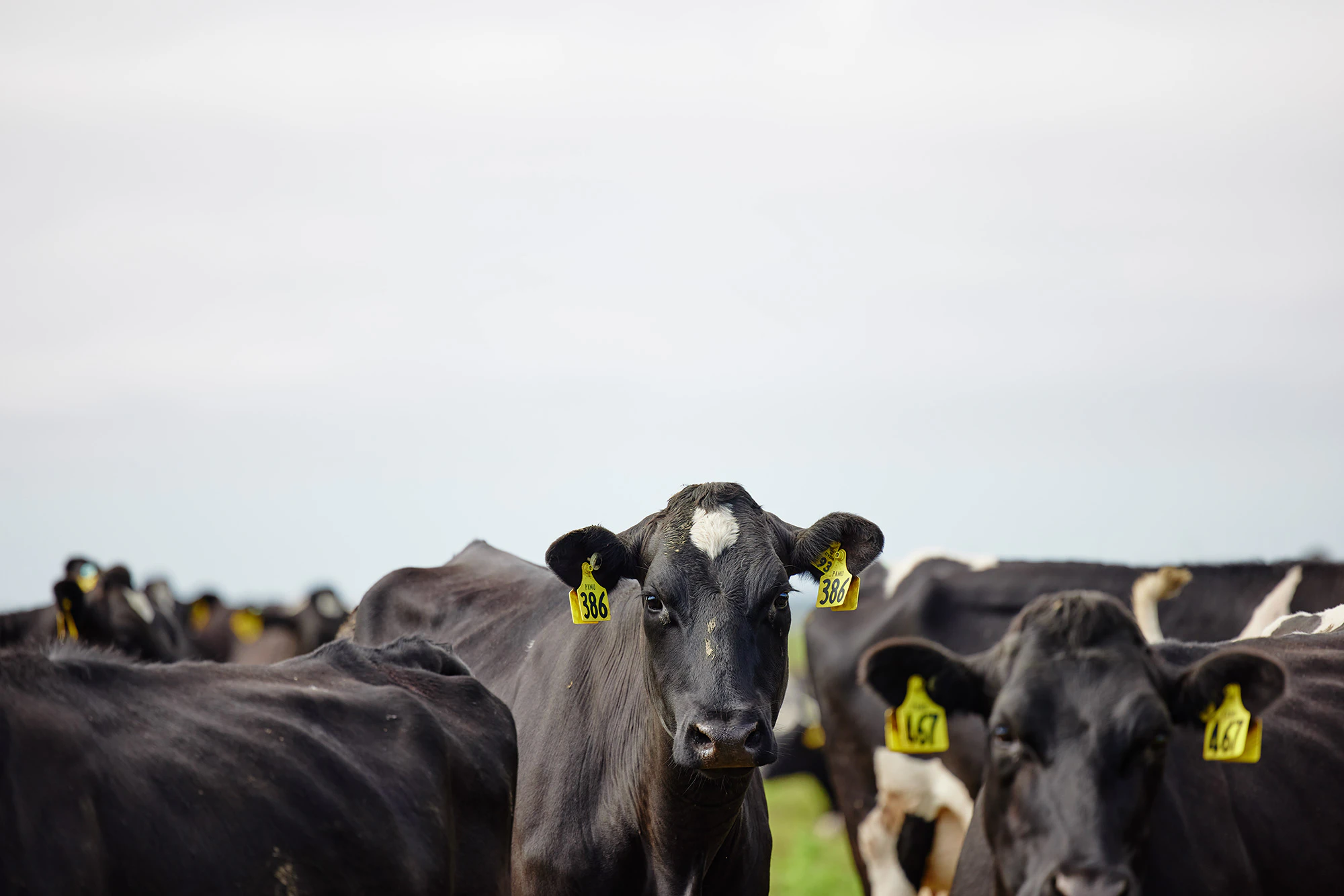 The Collective Force - Synlait