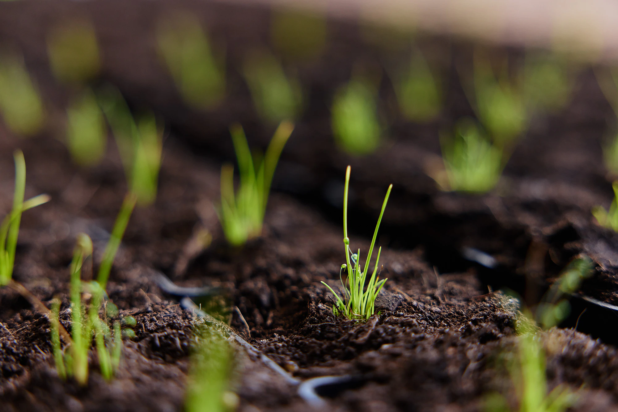 The Collective Force - Synlait