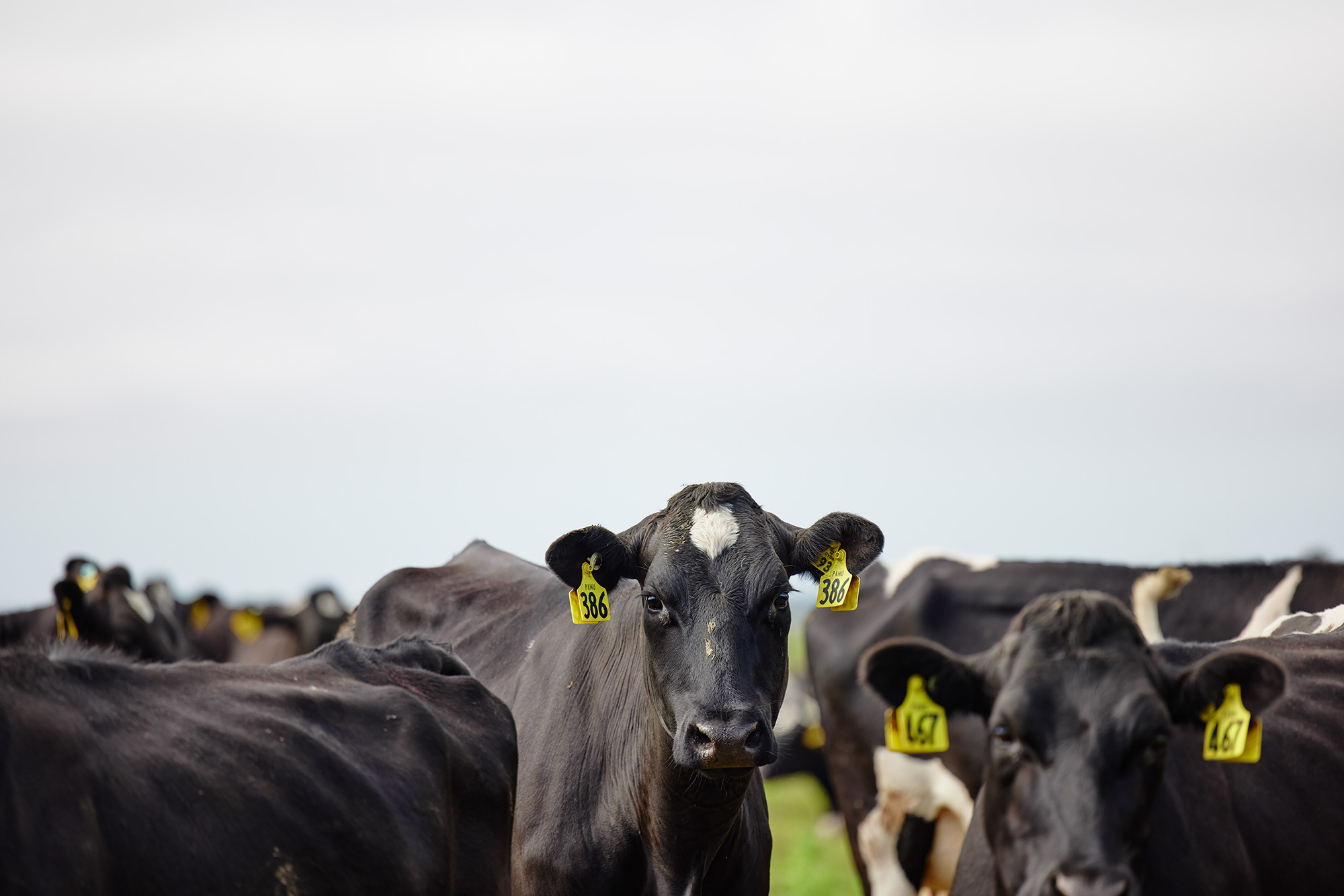 The Collective Force - Synlait