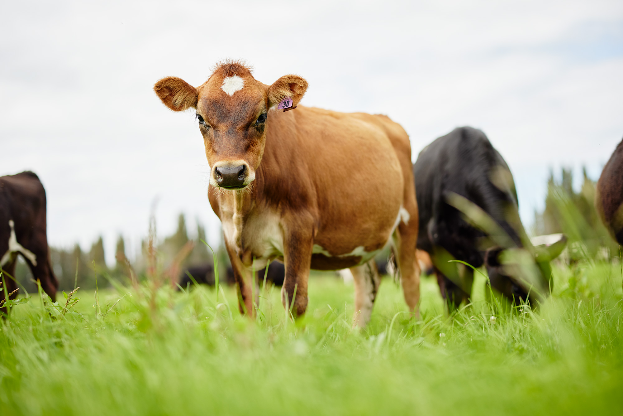 The Collective Force - Synlait