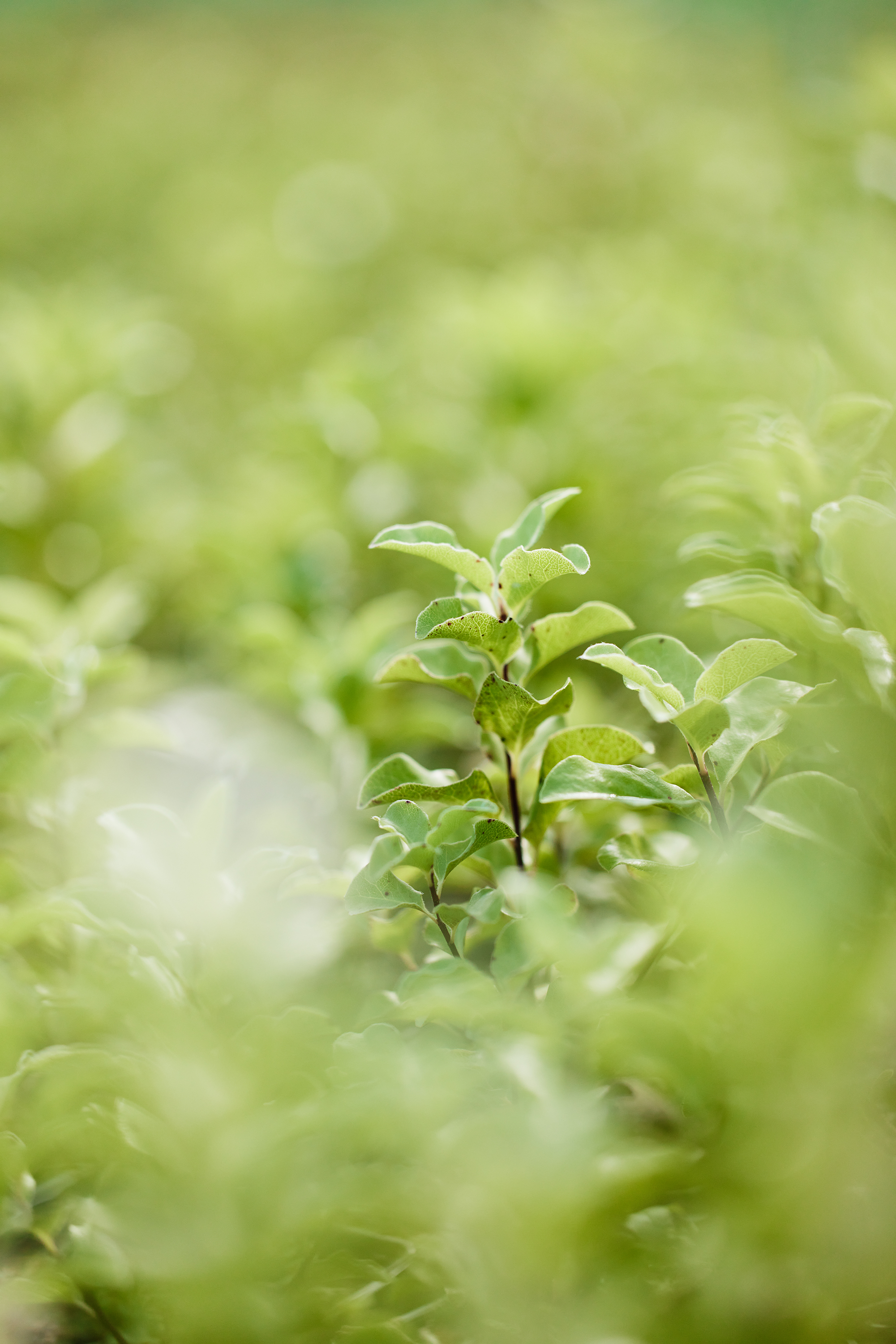 The Collective Force - Synlait