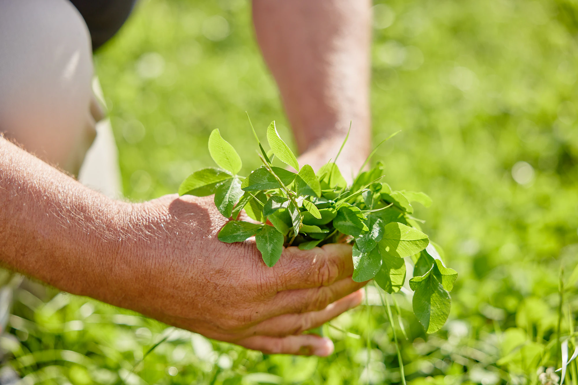 The Collective Force - Synlait