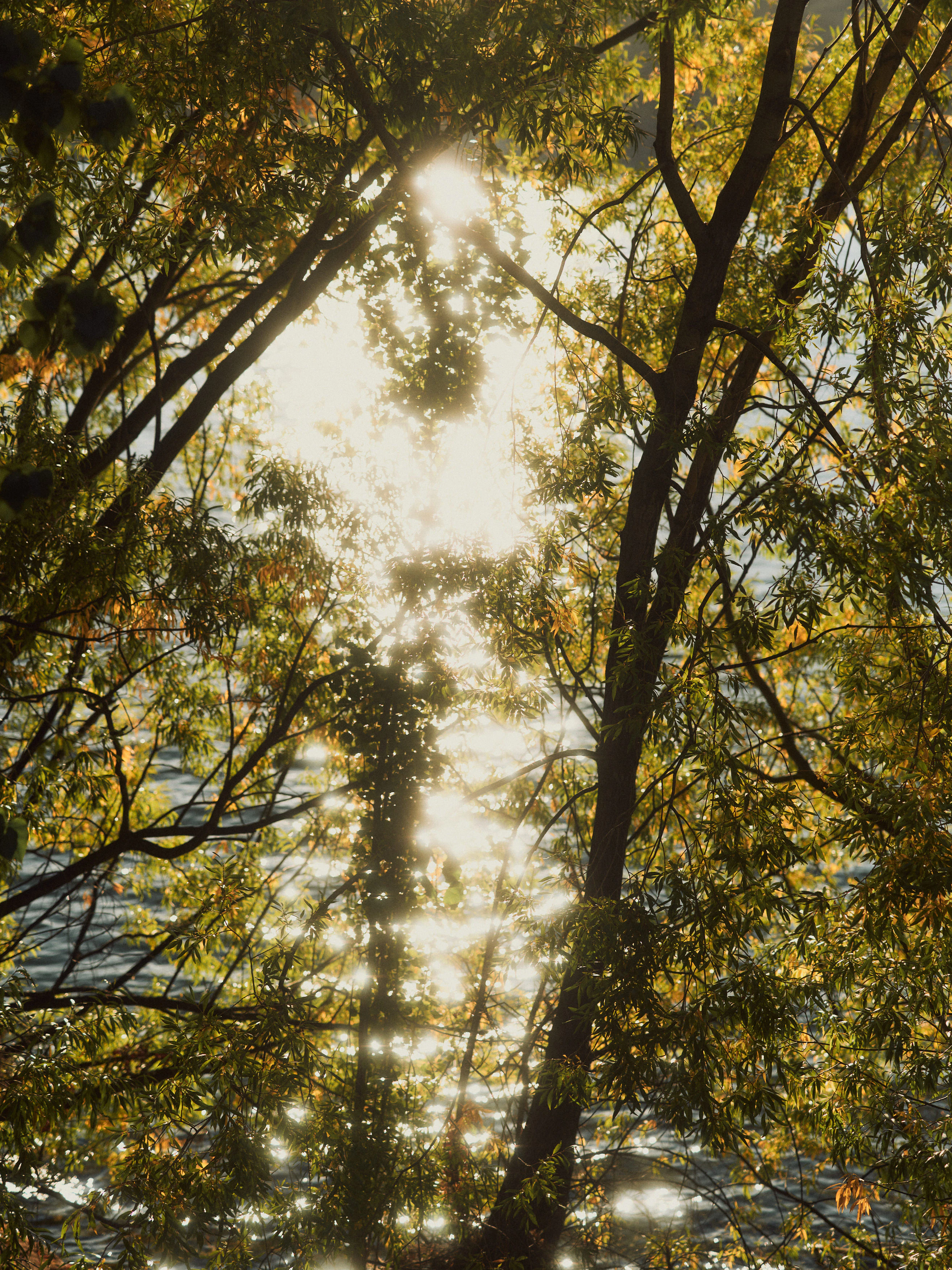 The Collective Force - The Carlin