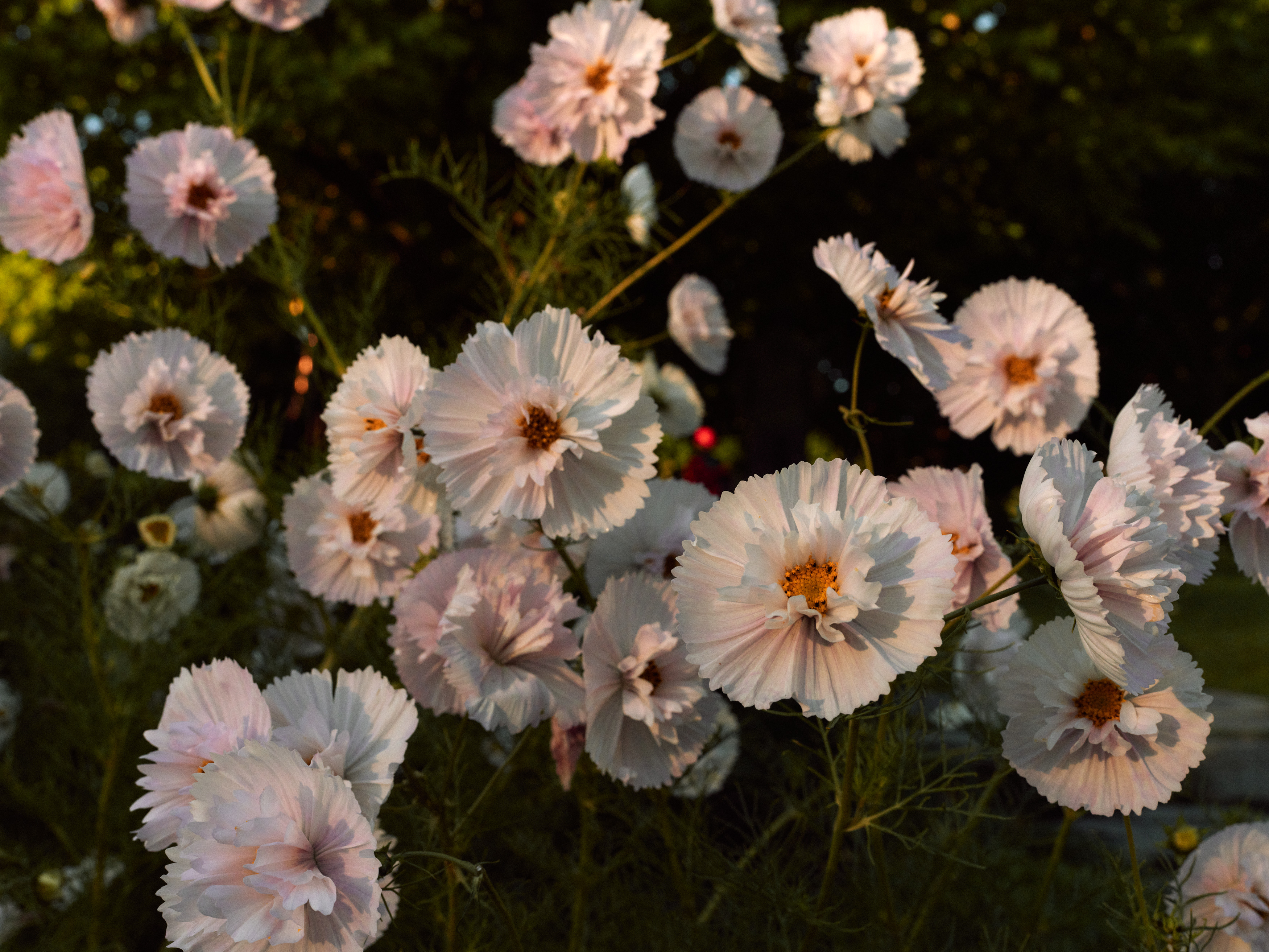 The Collective Force - The Carlin