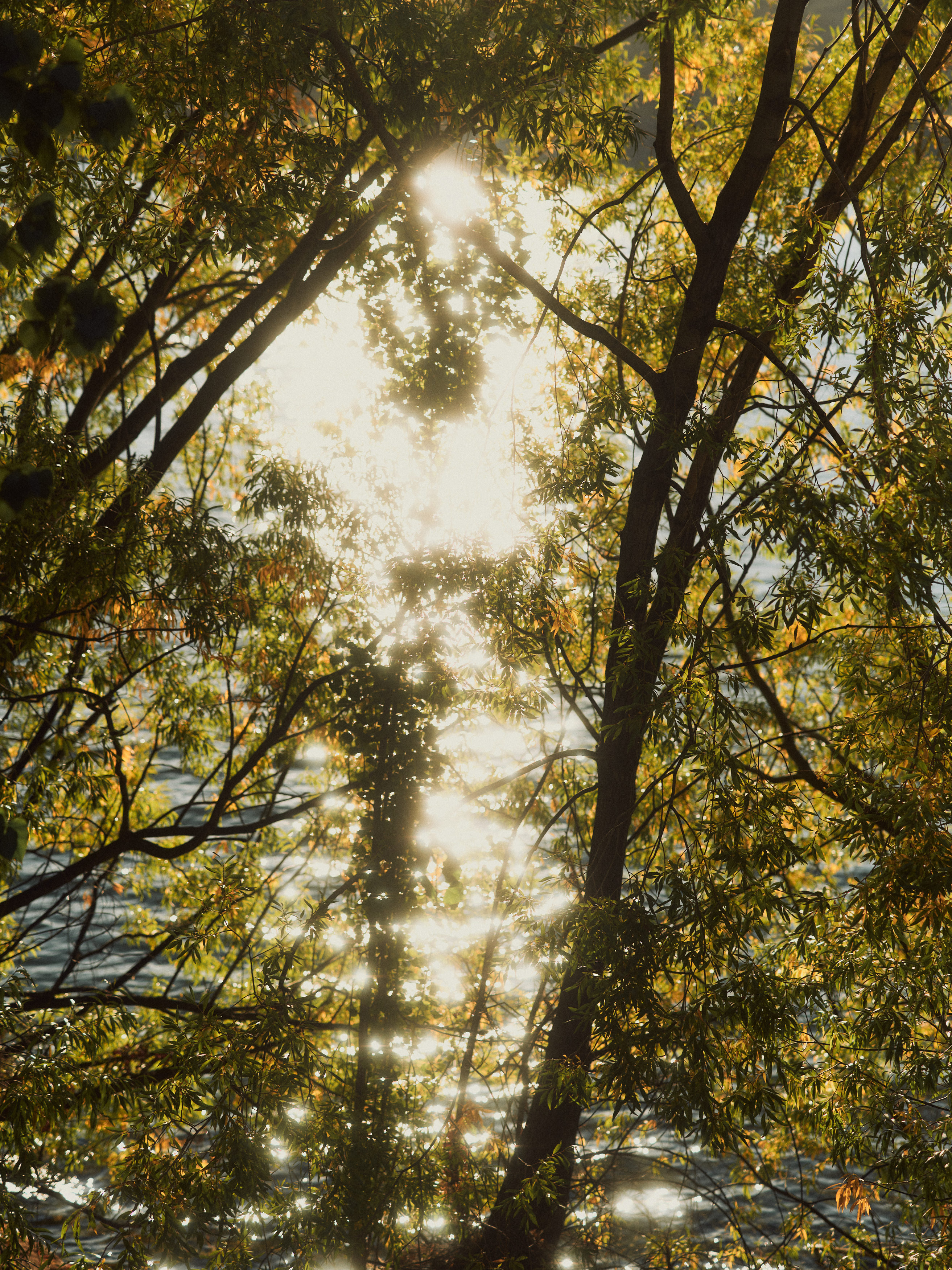 The Collective Force - The Carlin