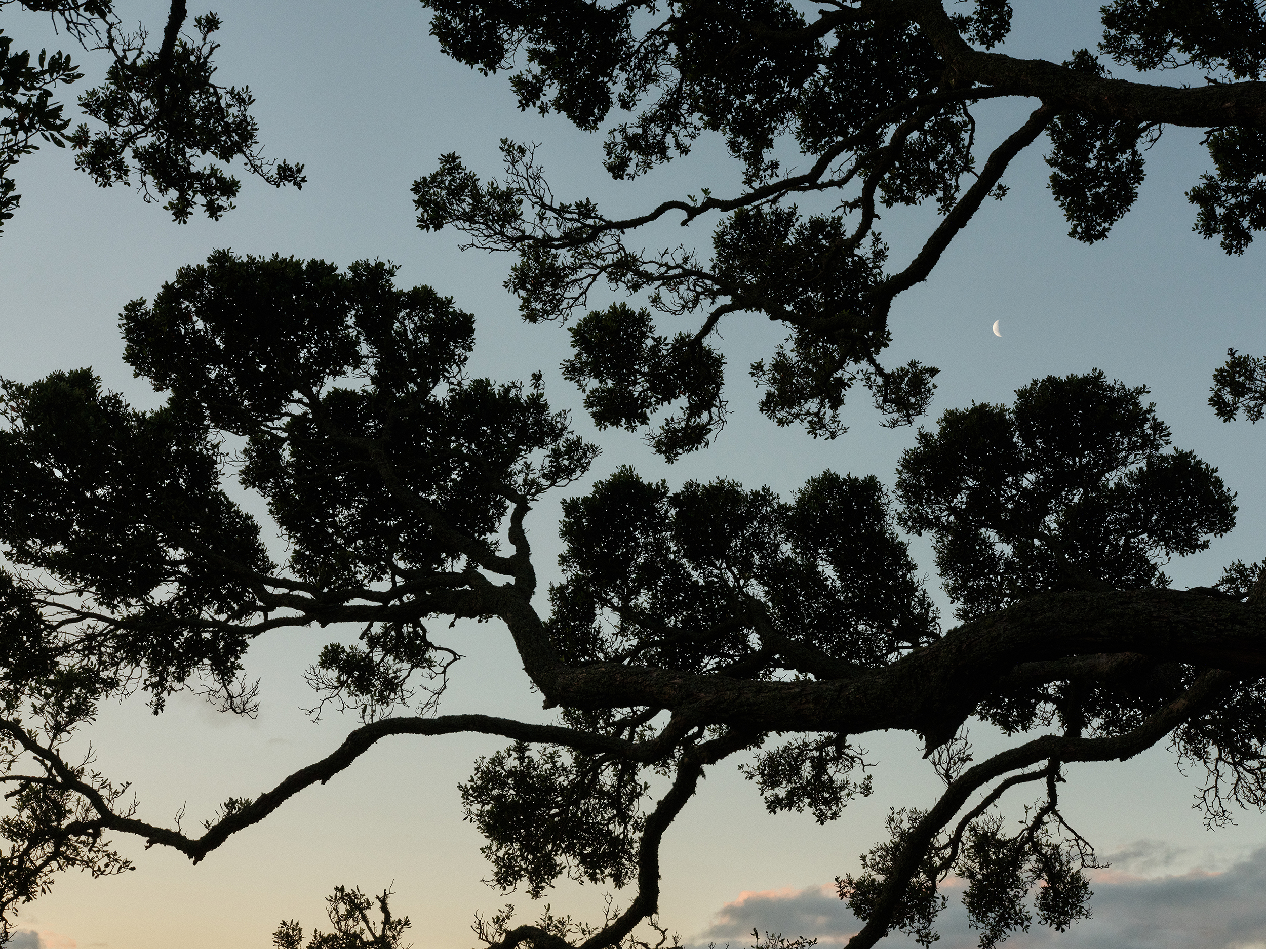 The Collective Force - The Hill