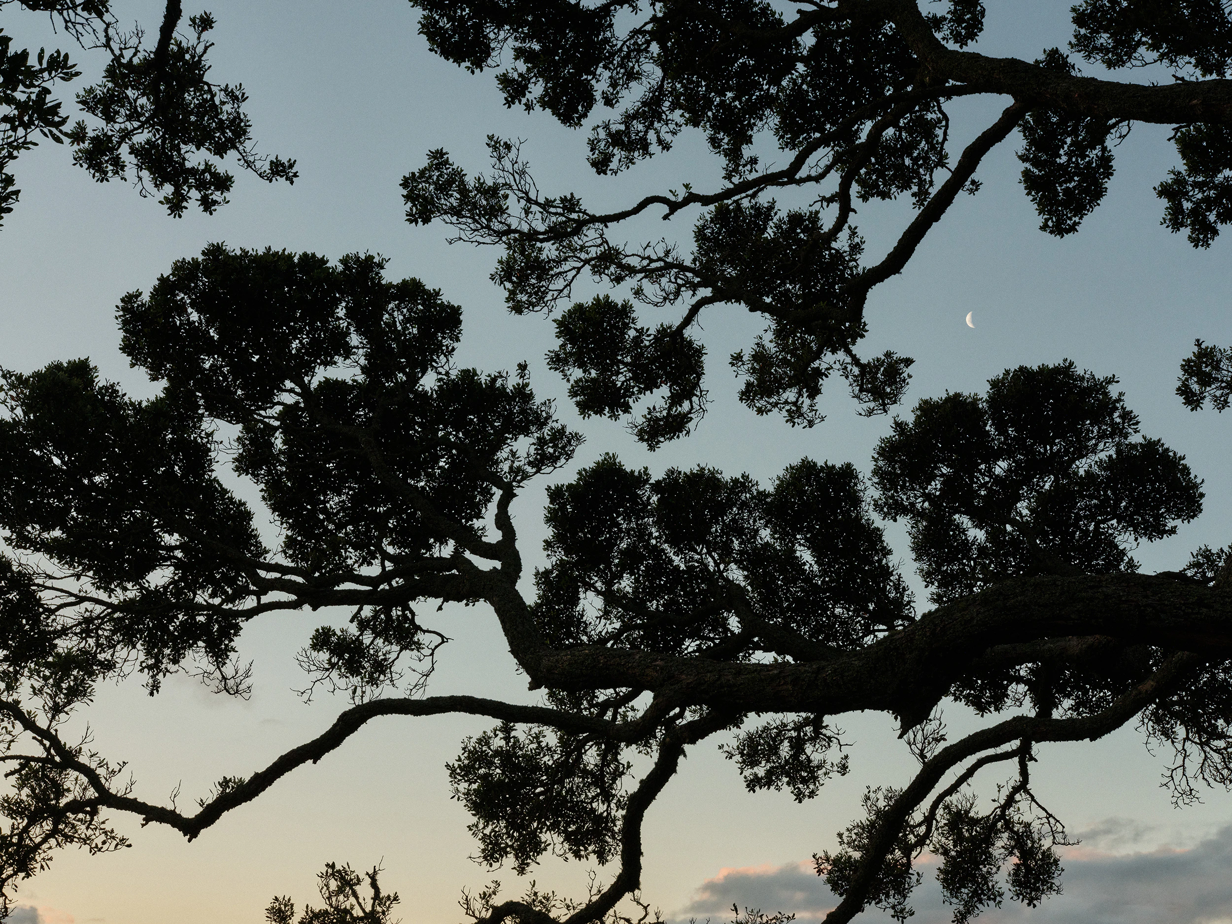 The Collective Force - The Hill