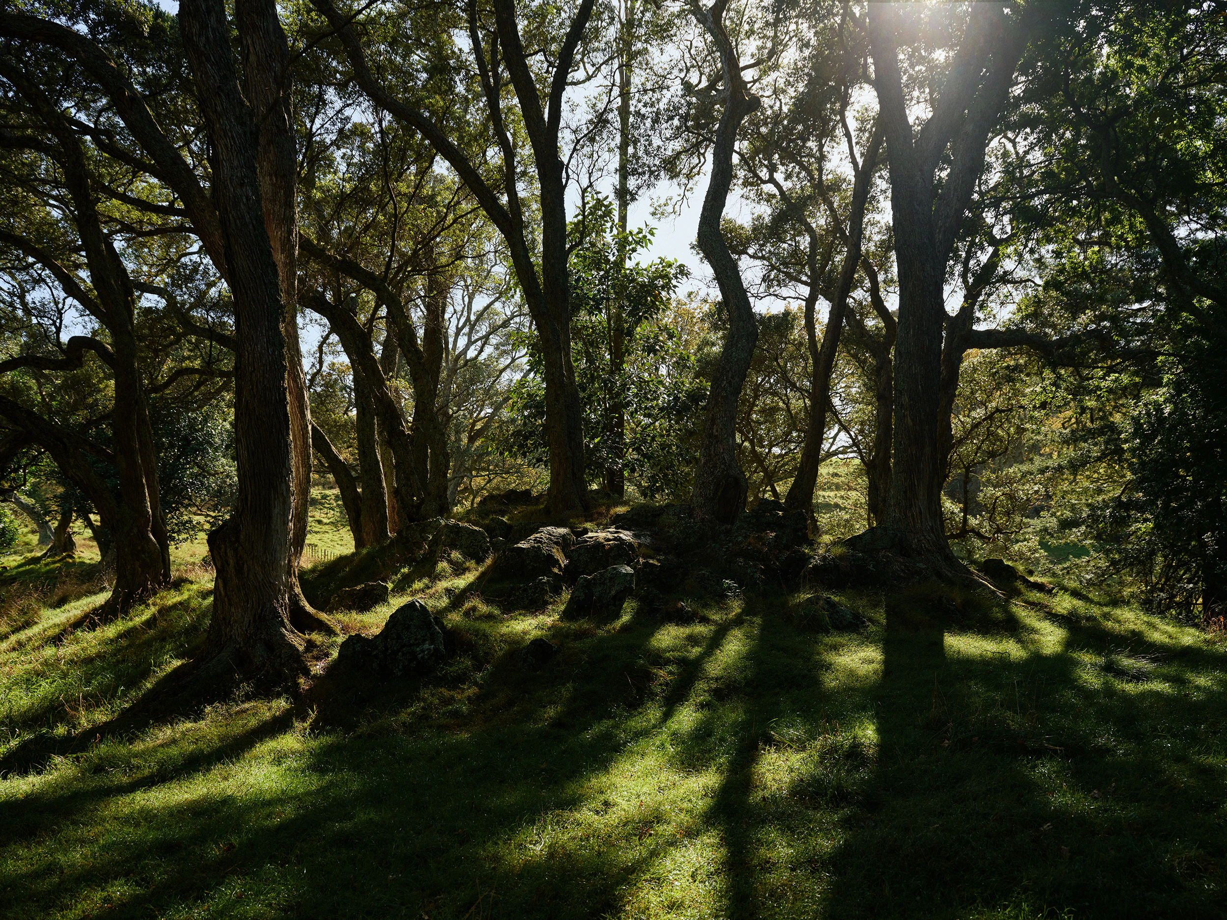 The Collective Force - The Hill