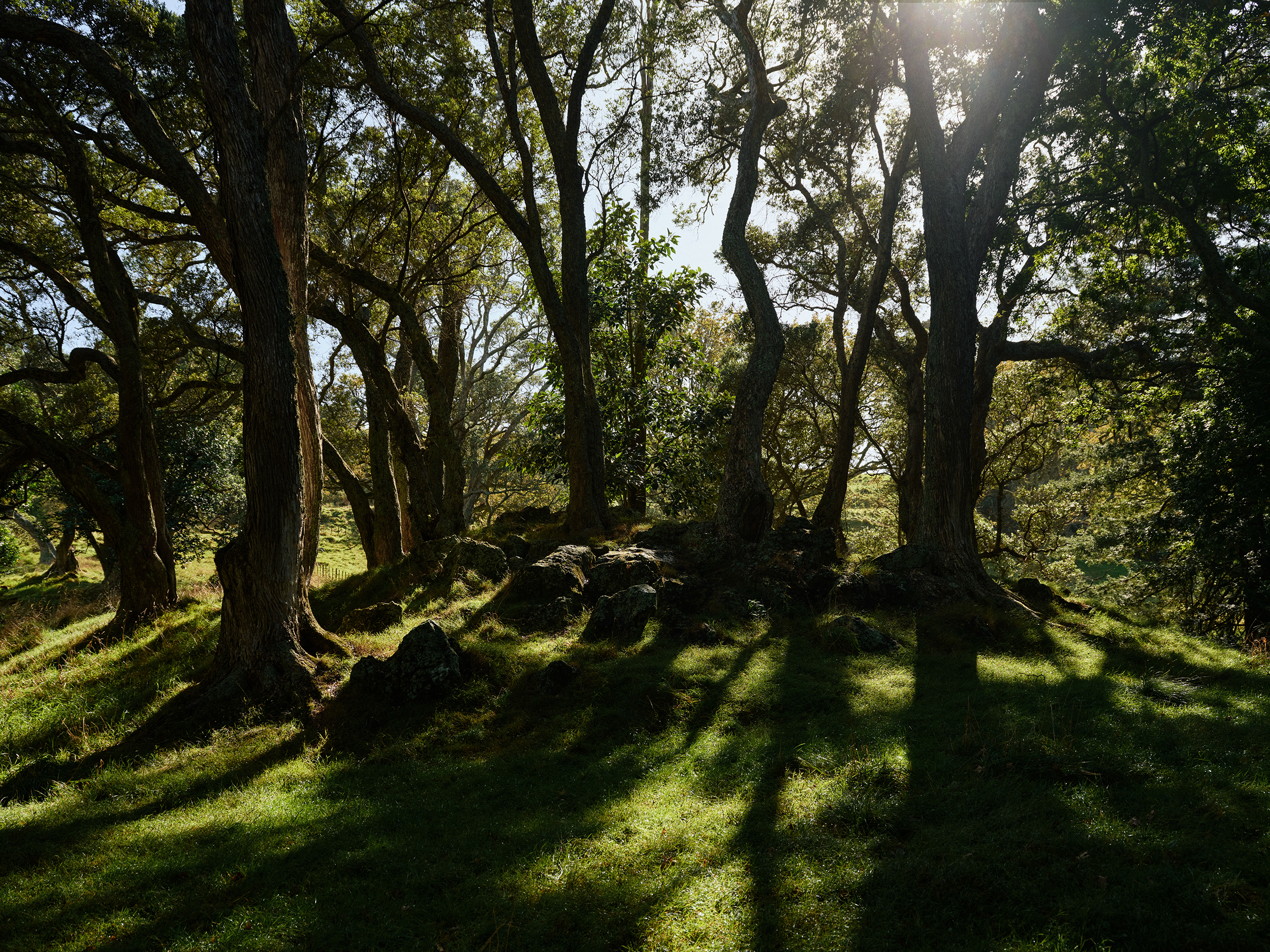 The Collective Force - The Hill