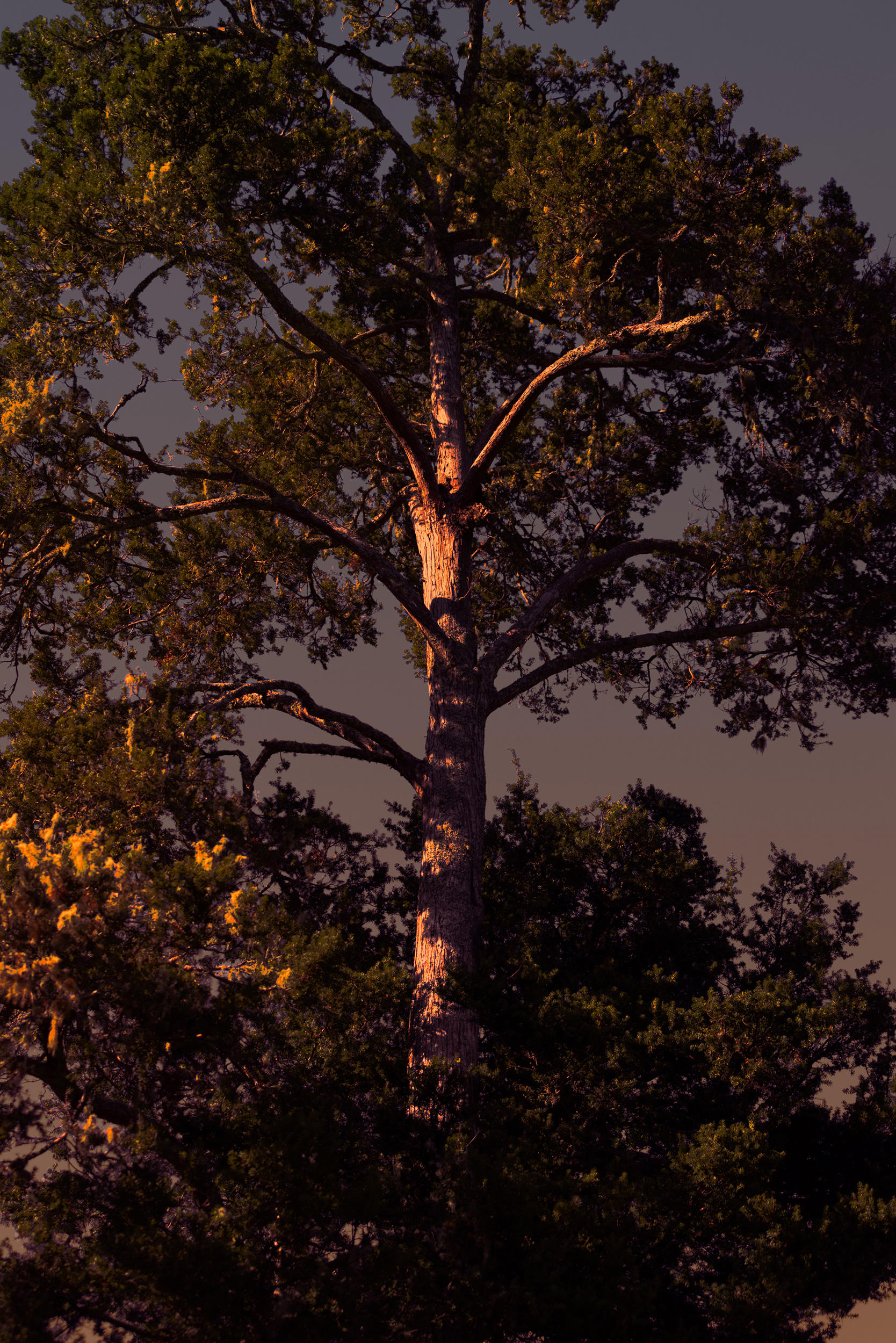 The Collective Force - TWYG