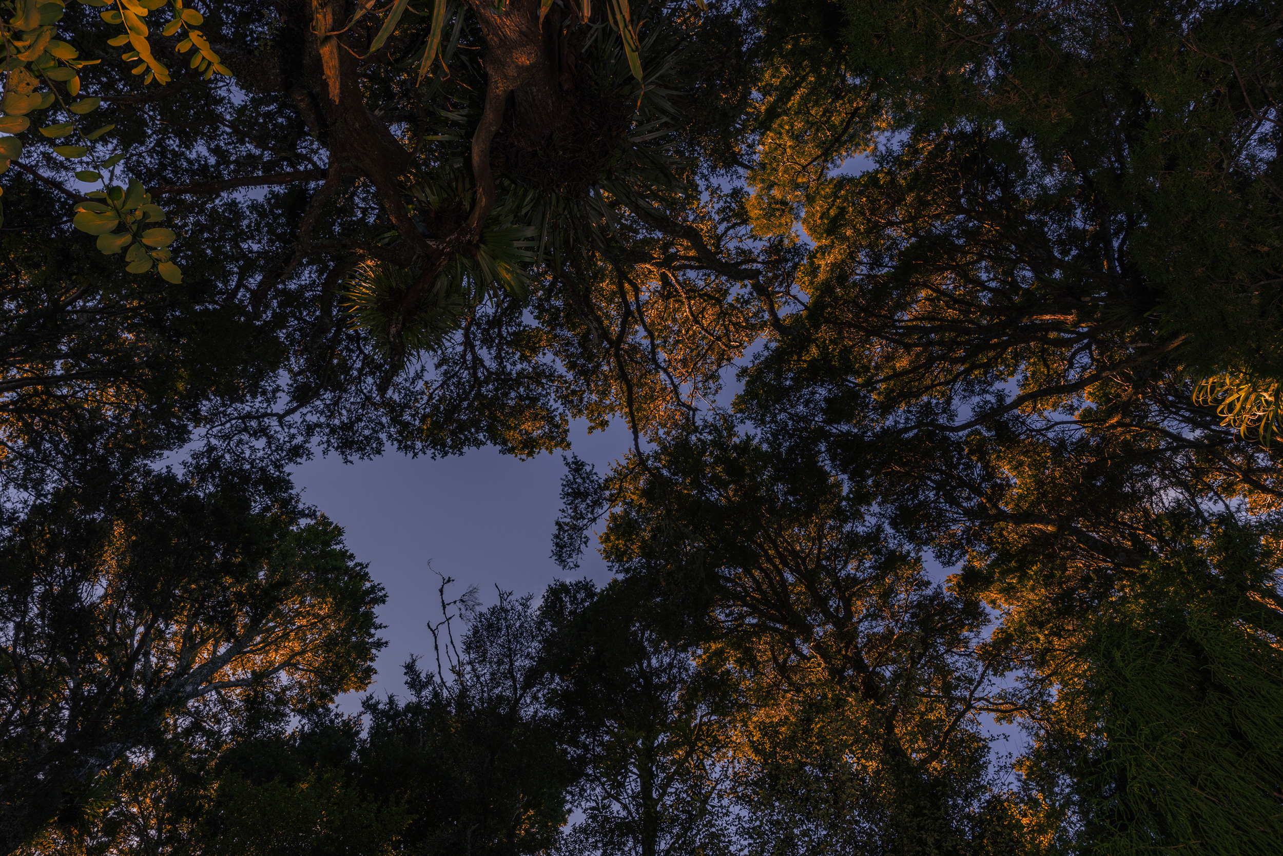 The Collective Force - TWYG