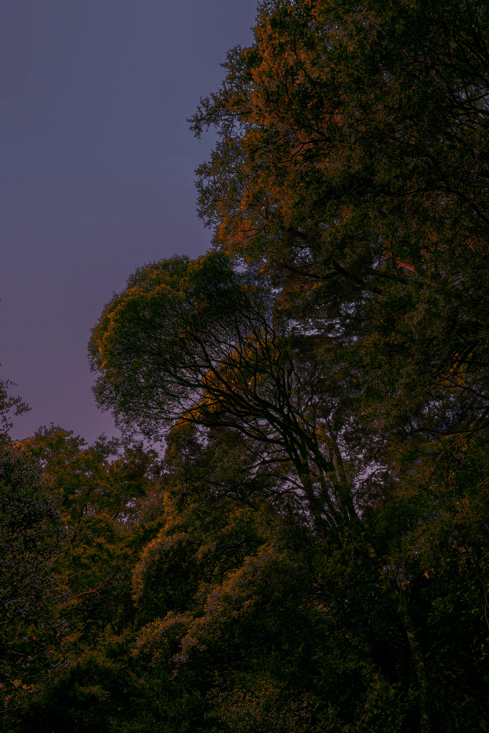 The Collective Force - TWYG