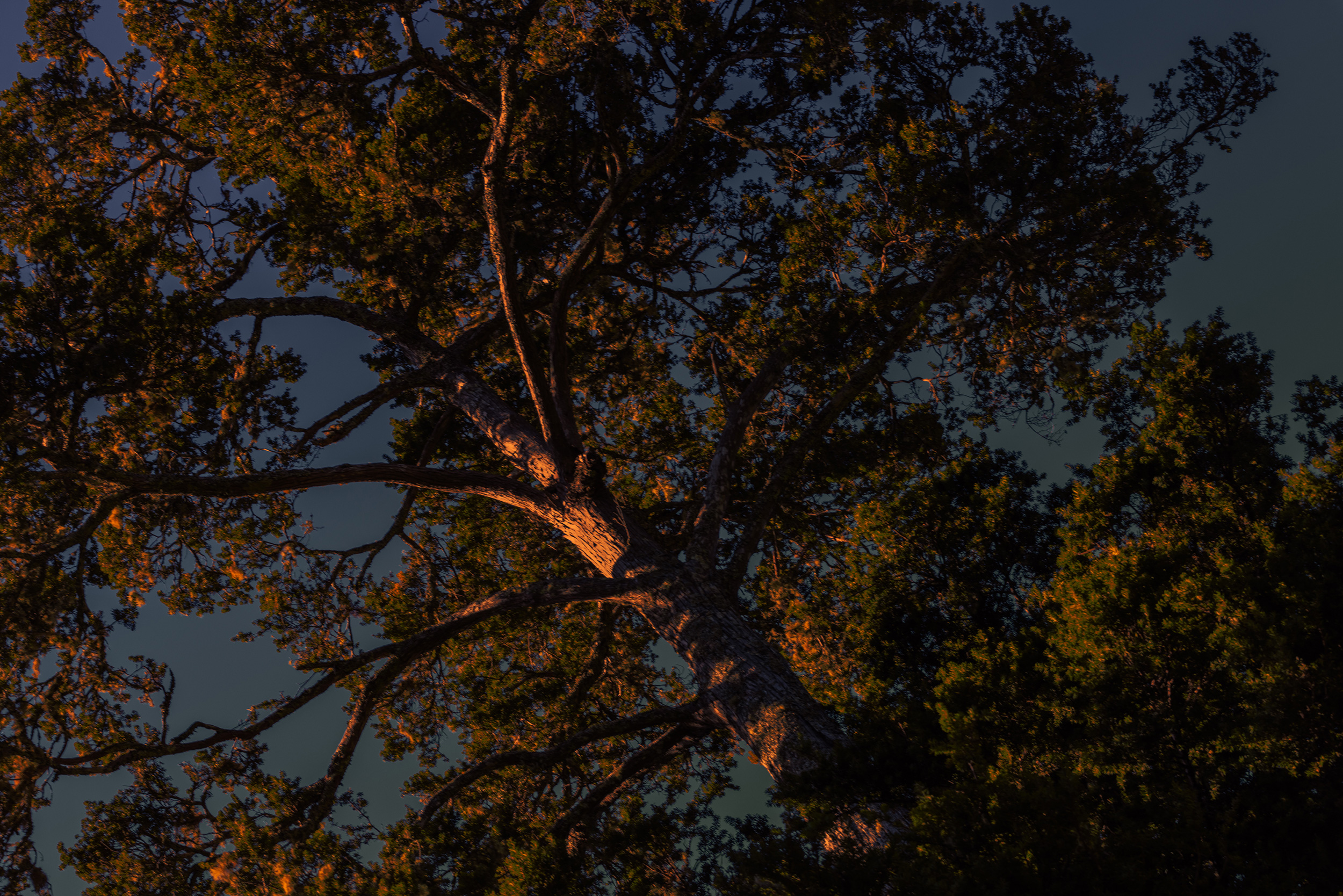 The Collective Force - TWYG