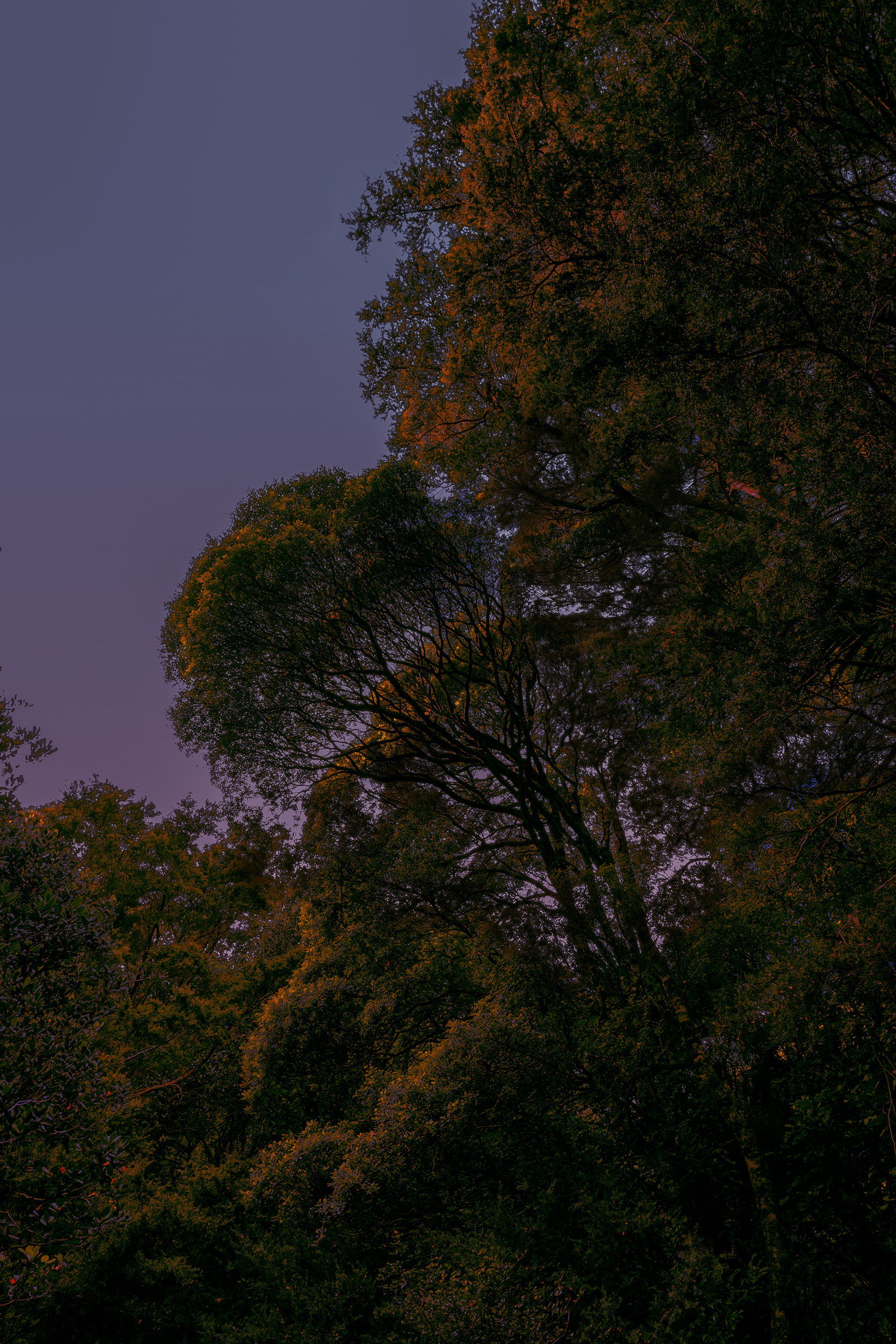 The Collective Force - TWYG