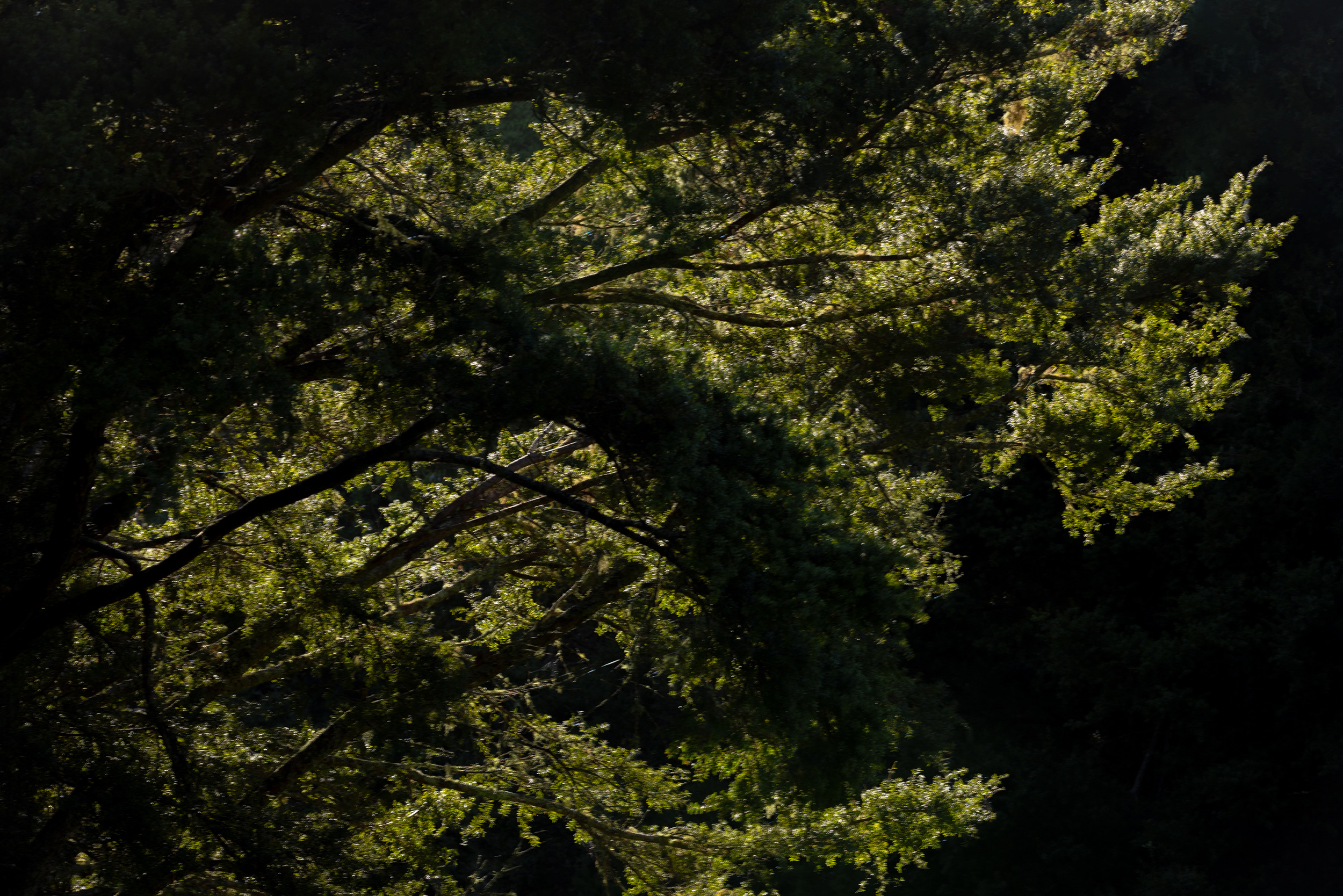 The Collective Force - TWYG