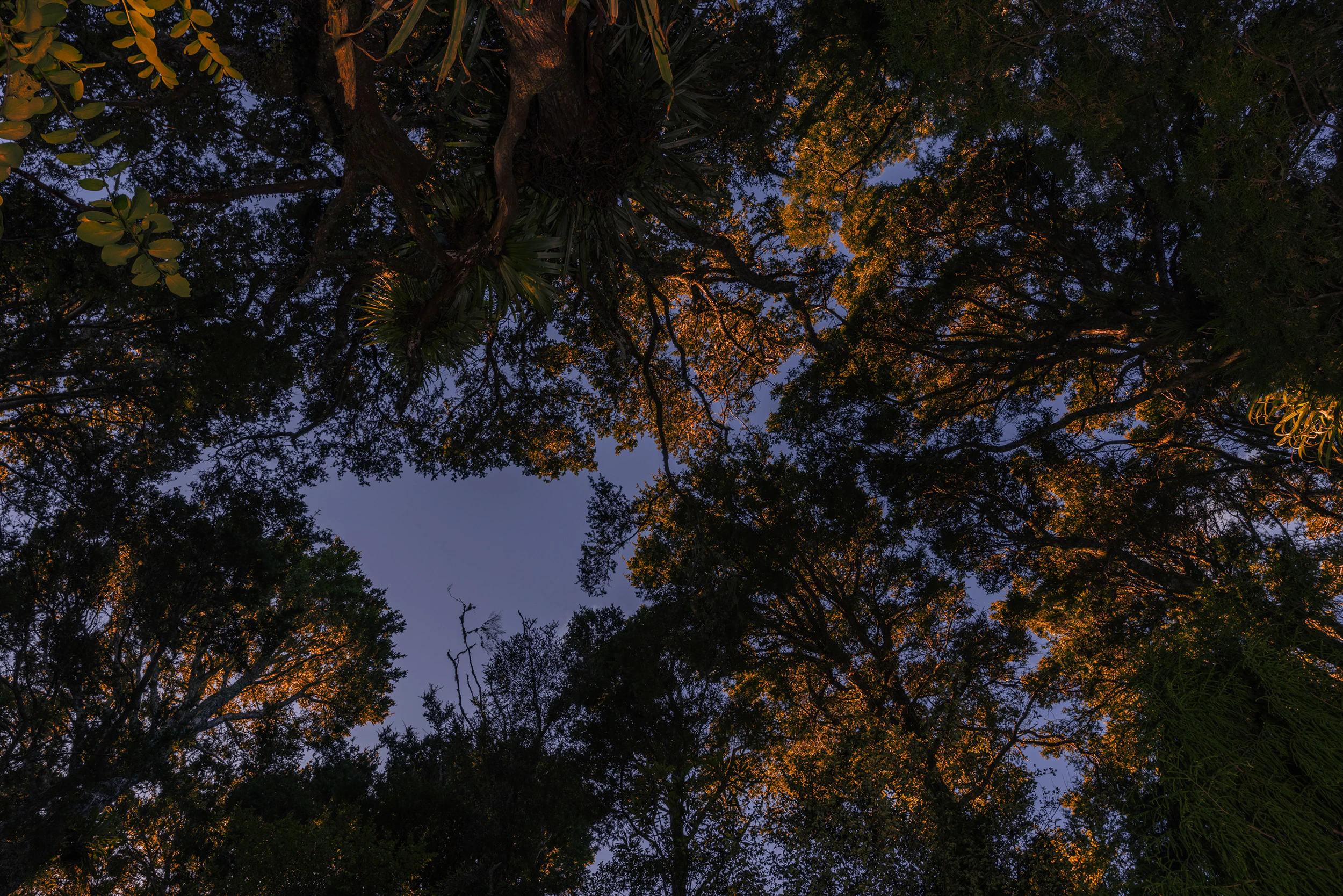 The Collective Force - TWYG