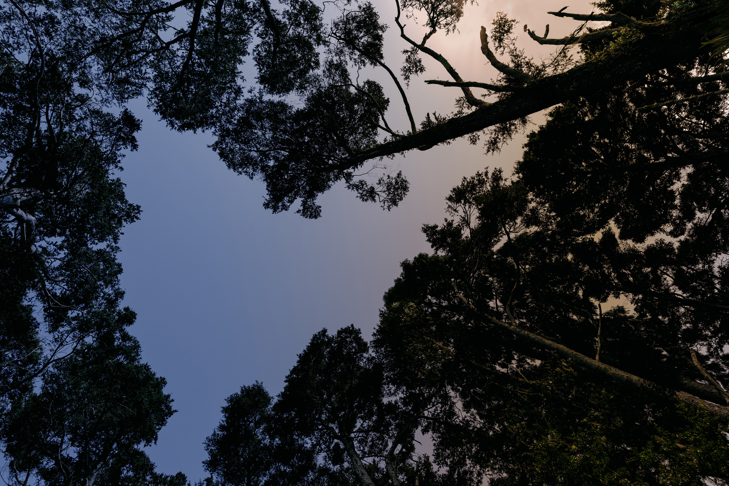 The Collective Force - TWYG