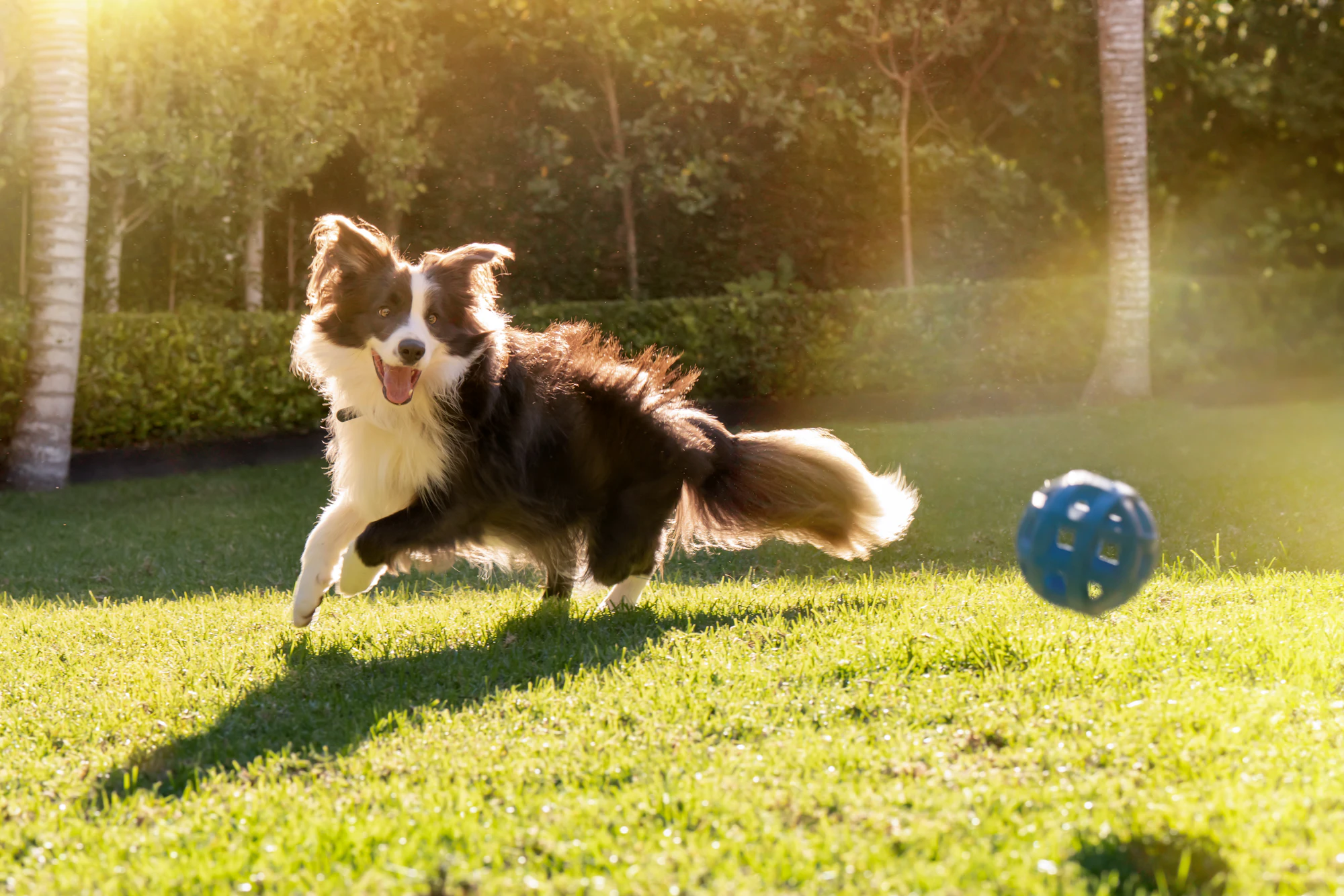 The Collective Force - ZIWI Peak