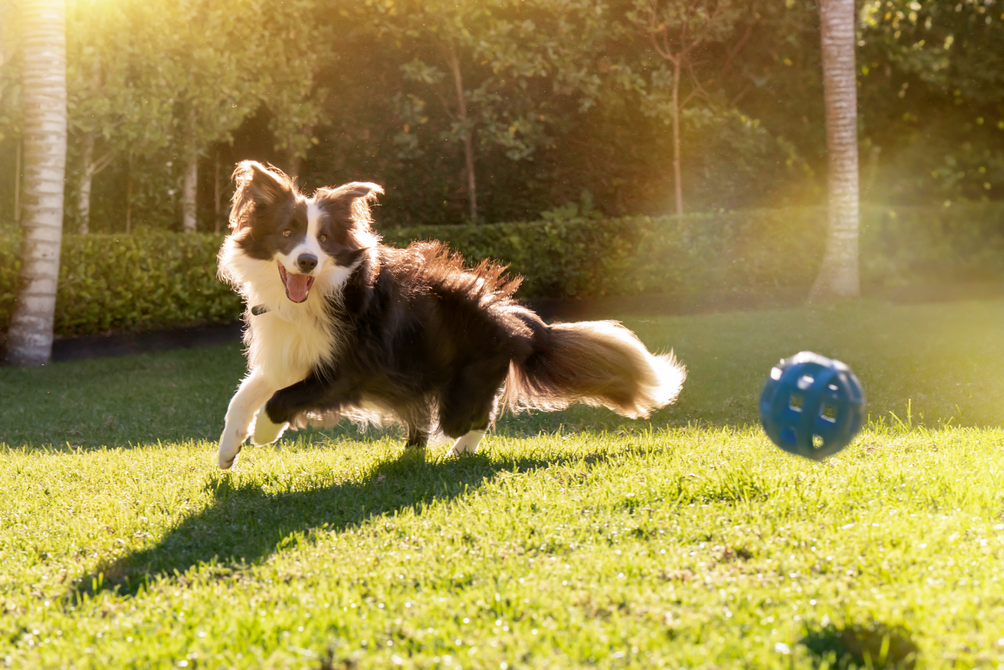 The Collective Force - ZIWI Peak