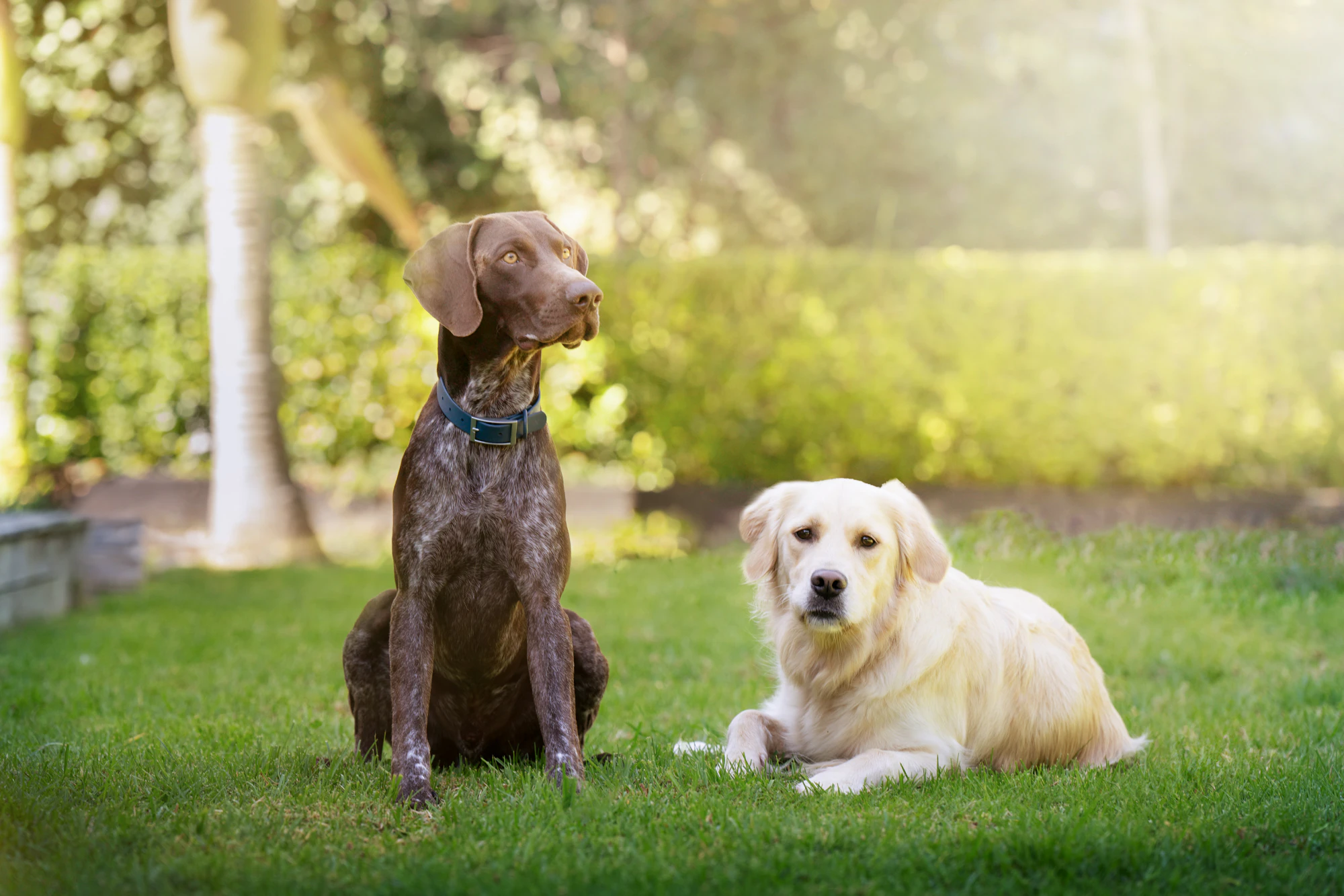 The Collective Force - ZIWI Peak