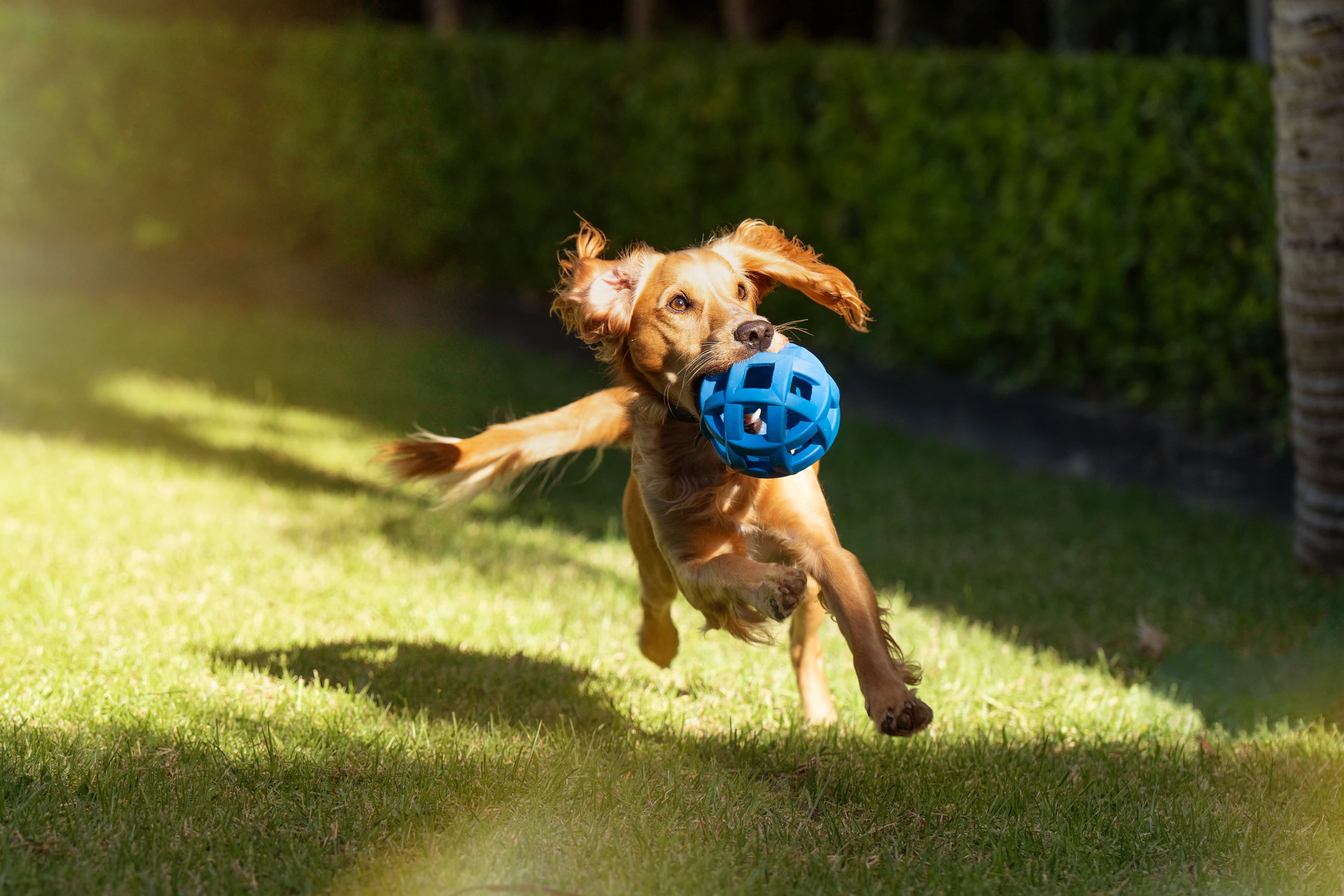 The Collective Force - Ziwi Pets